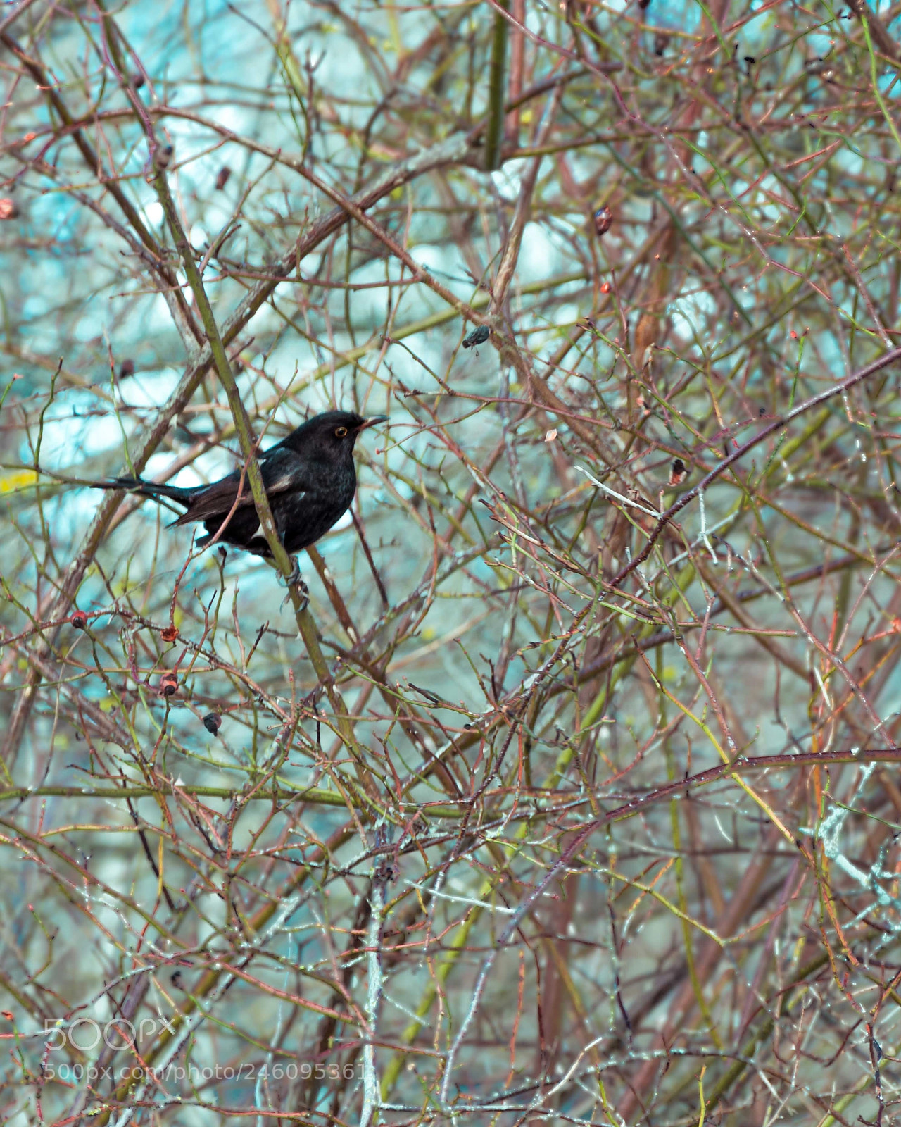 Nikon D7200 sample photo. Bird photography