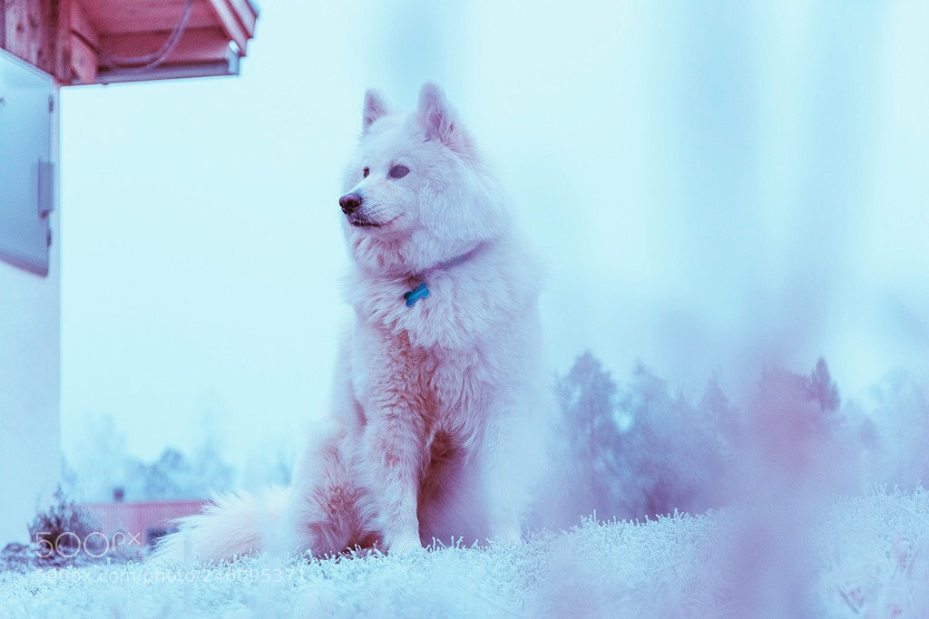 Nikon D7200 sample photo. Luna photography