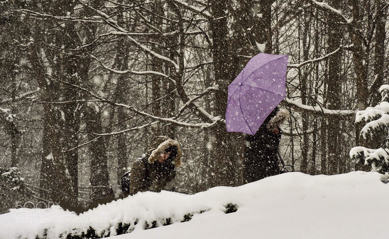 Nikon D810 sample photo. Winter love. photography