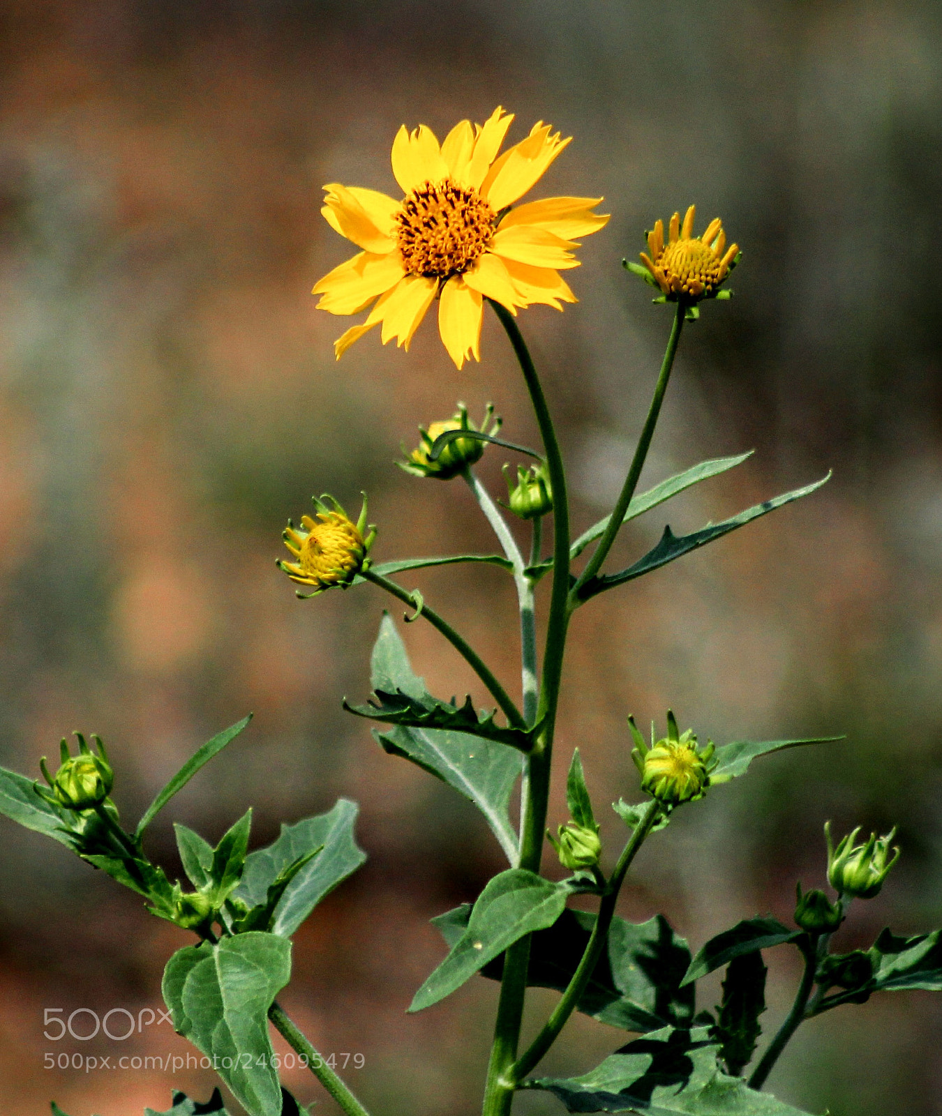 Canon EOS 1300D (EOS Rebel T6 / EOS Kiss X80) sample photo. Flower with branch photography