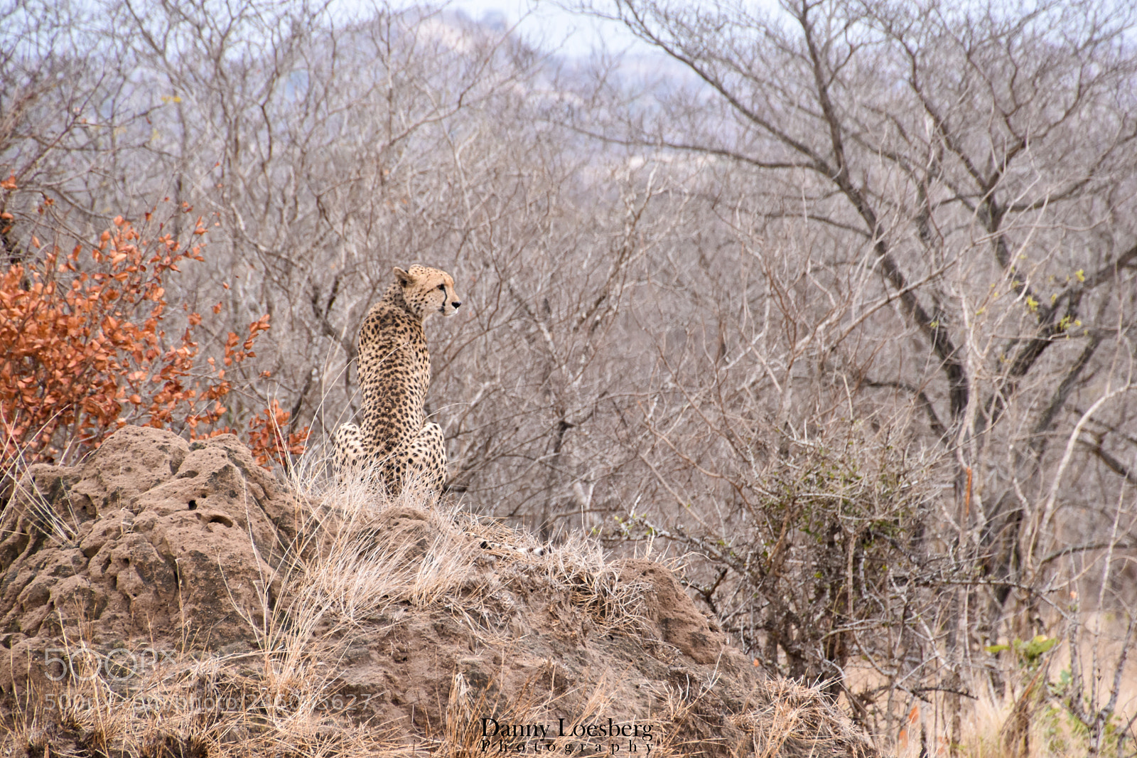 Nikon D5500 sample photo. Cheetah lookout photography