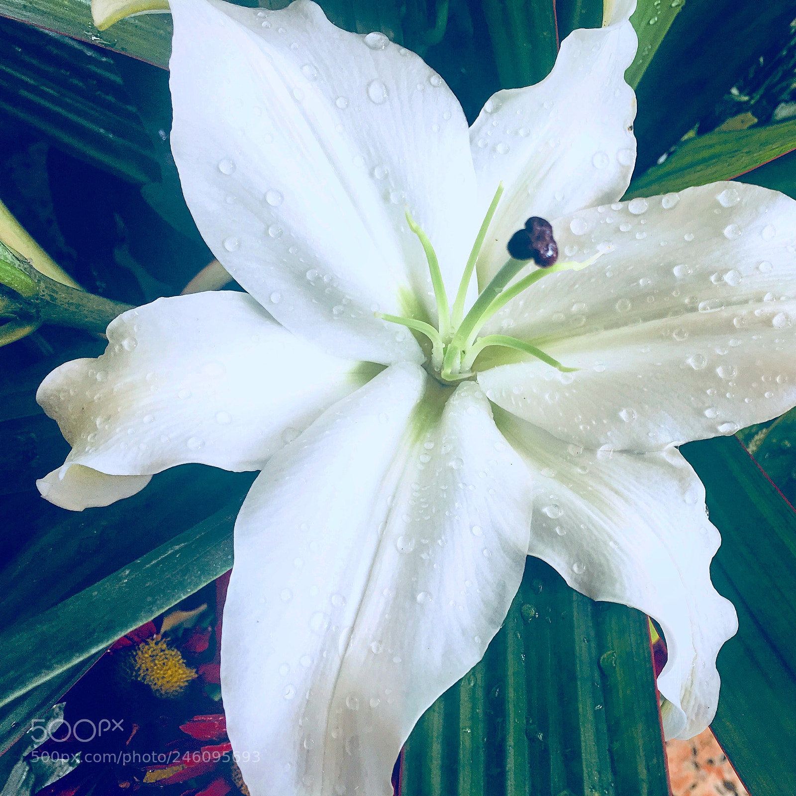 Apple iPhone 6s Plus sample photo. Untitled photography