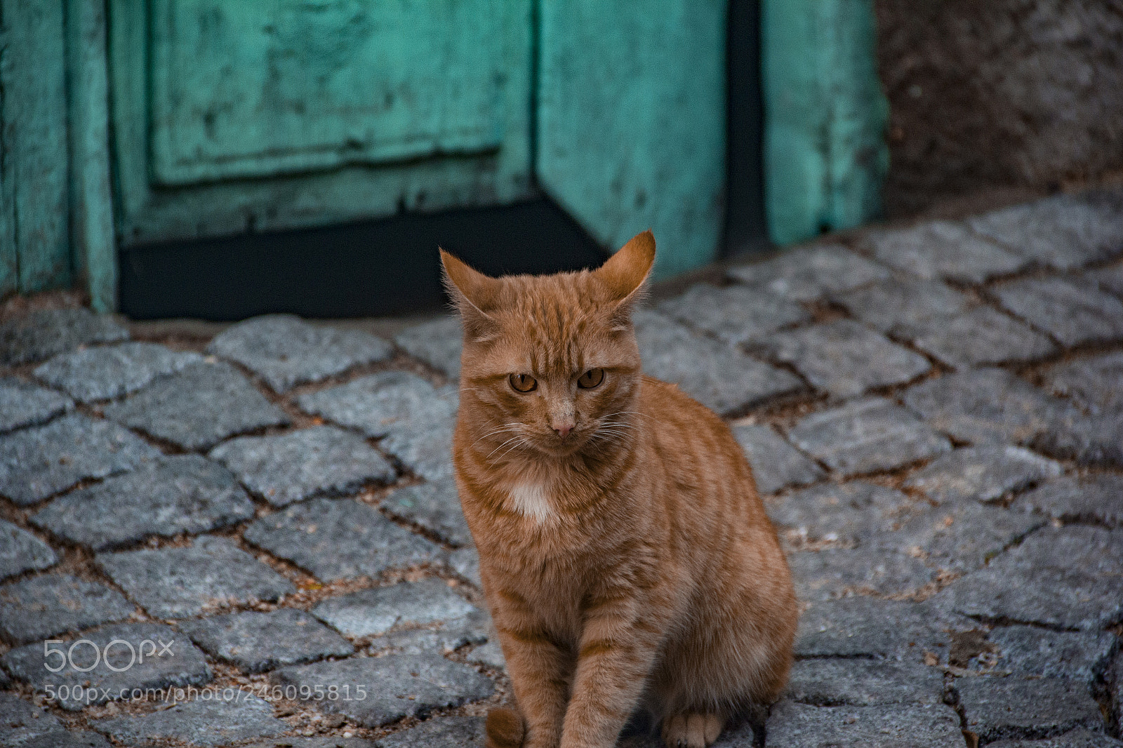 Canon EOS 60D sample photo. Ankara photography