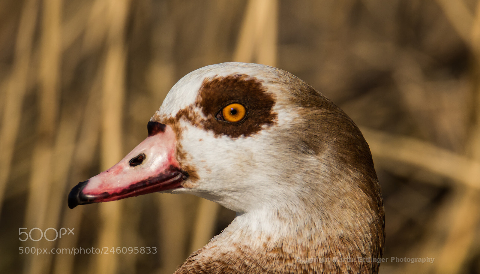 Canon EOS 7D Mark II sample photo. Egyptian goose alopochen aegyptiaca photography