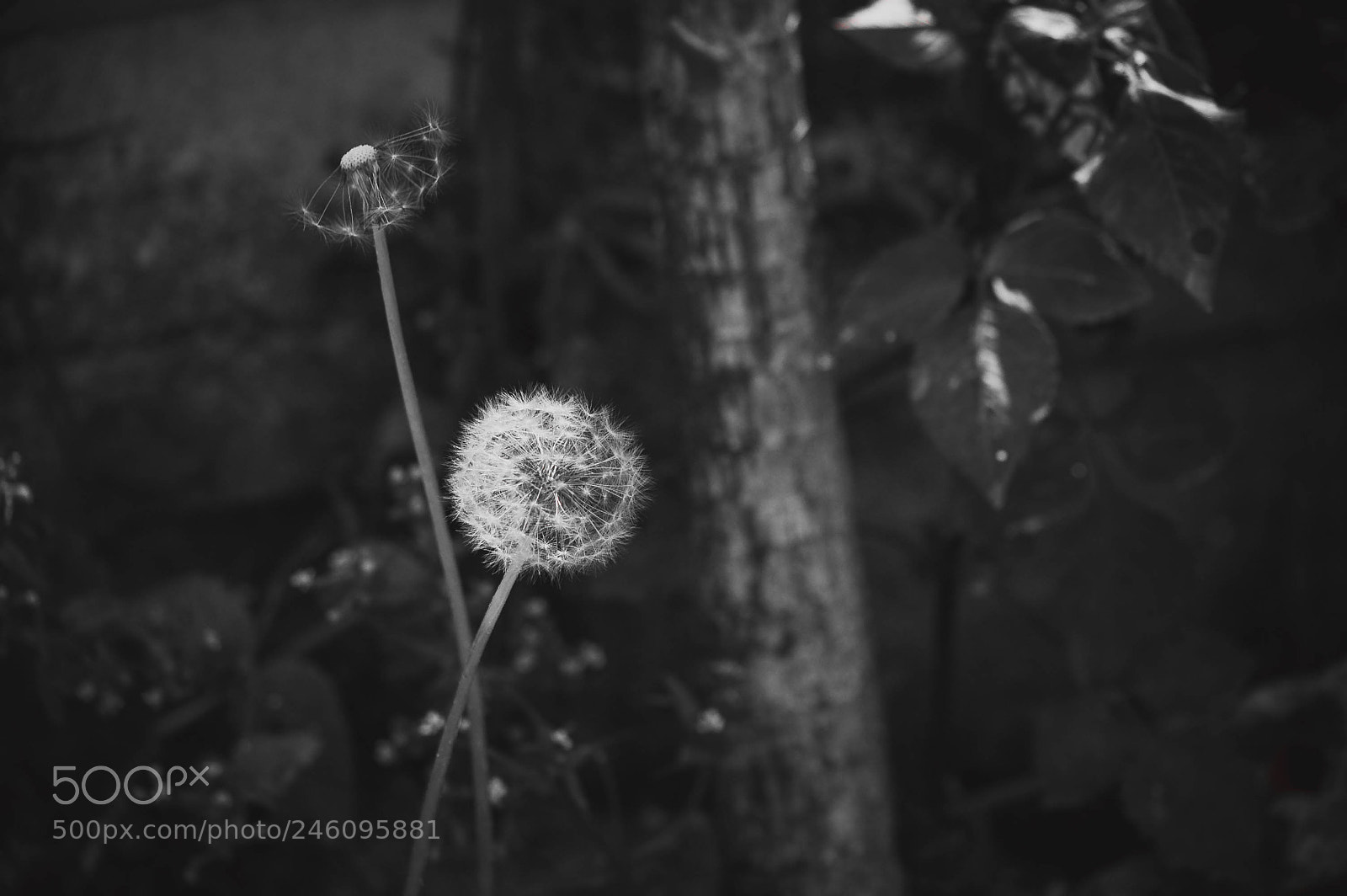 Nikon D40 sample photo. Flowers front house photography