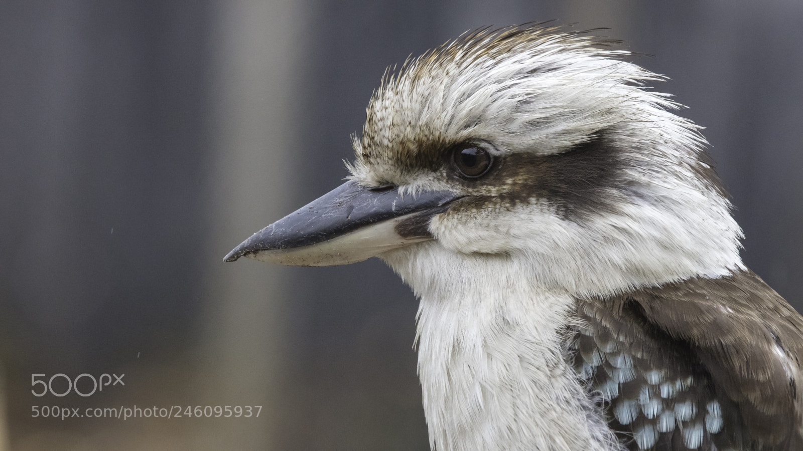 Canon EOS 5DS sample photo. Laughing kookaburra photography