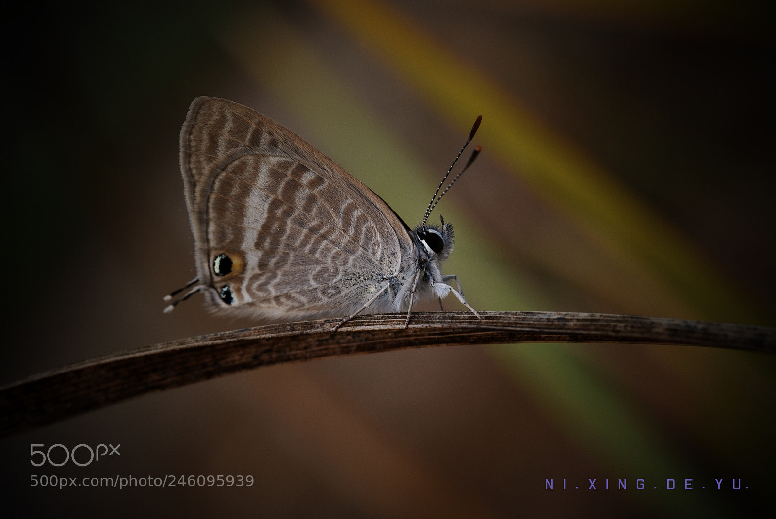 Nikon AF-S Micro-Nikkor 60mm F2.8G ED sample photo. Untitled photography