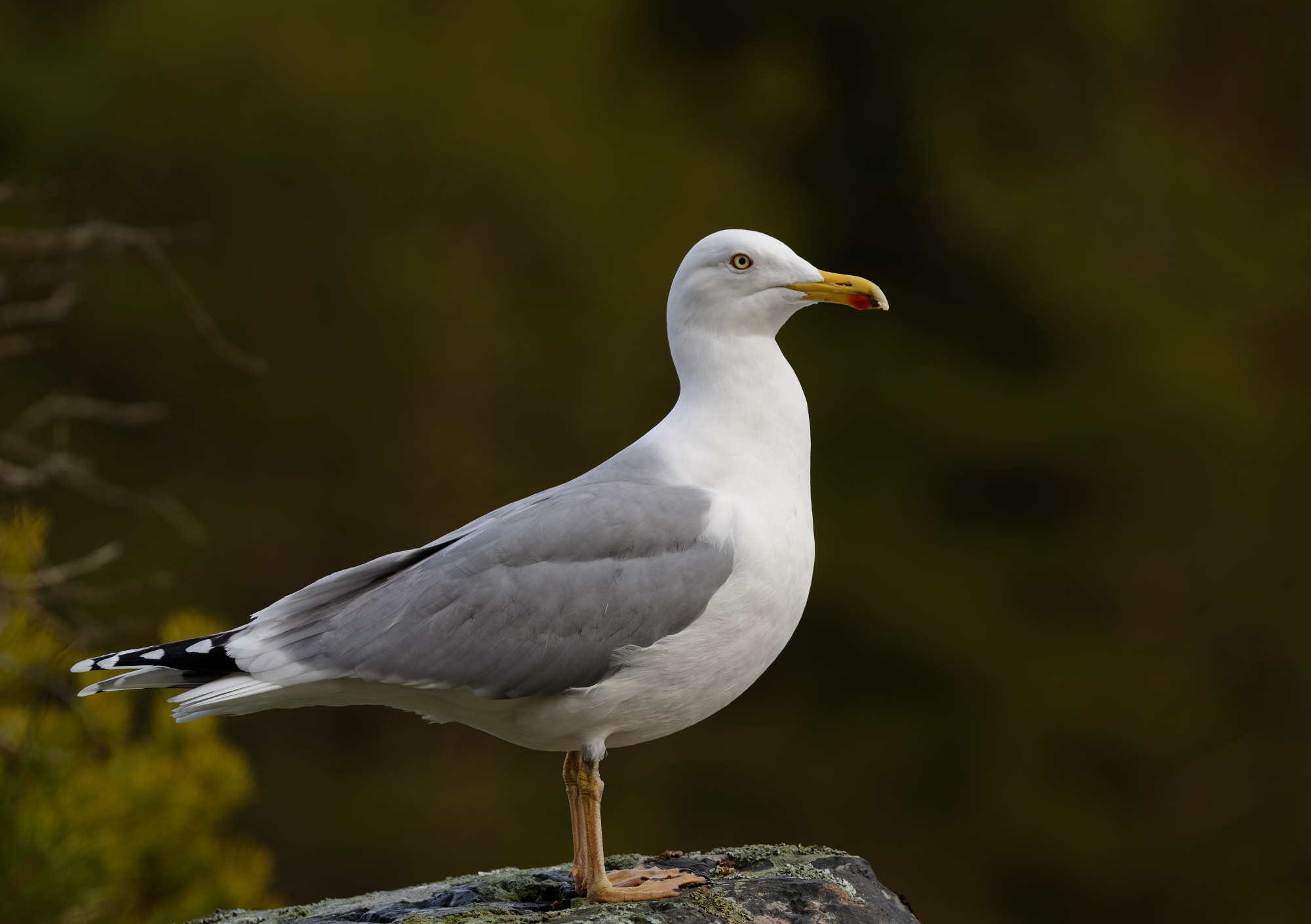 Nikon D5600 + Sigma 150-600mm F5-6.3 DG OS HSM | C sample photo. European herring gull (larus argentatus) photography