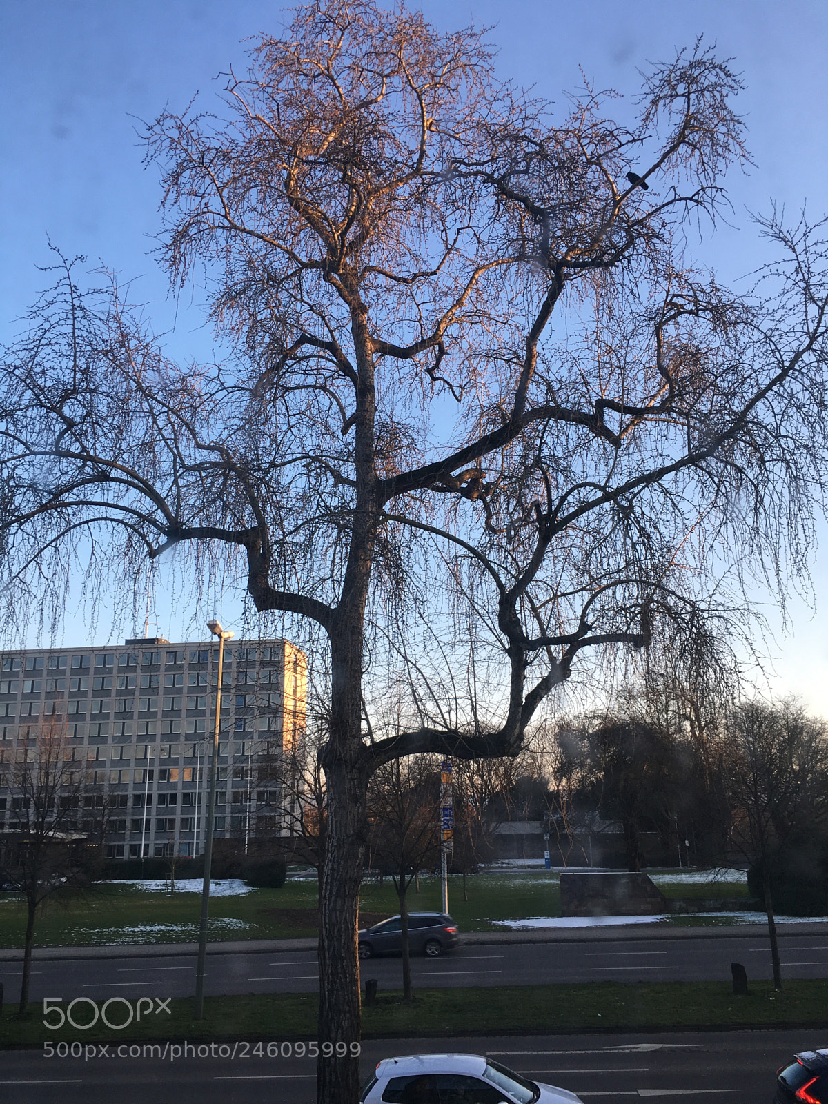 Apple iPhone 6s sample photo. Sun in the winter photography