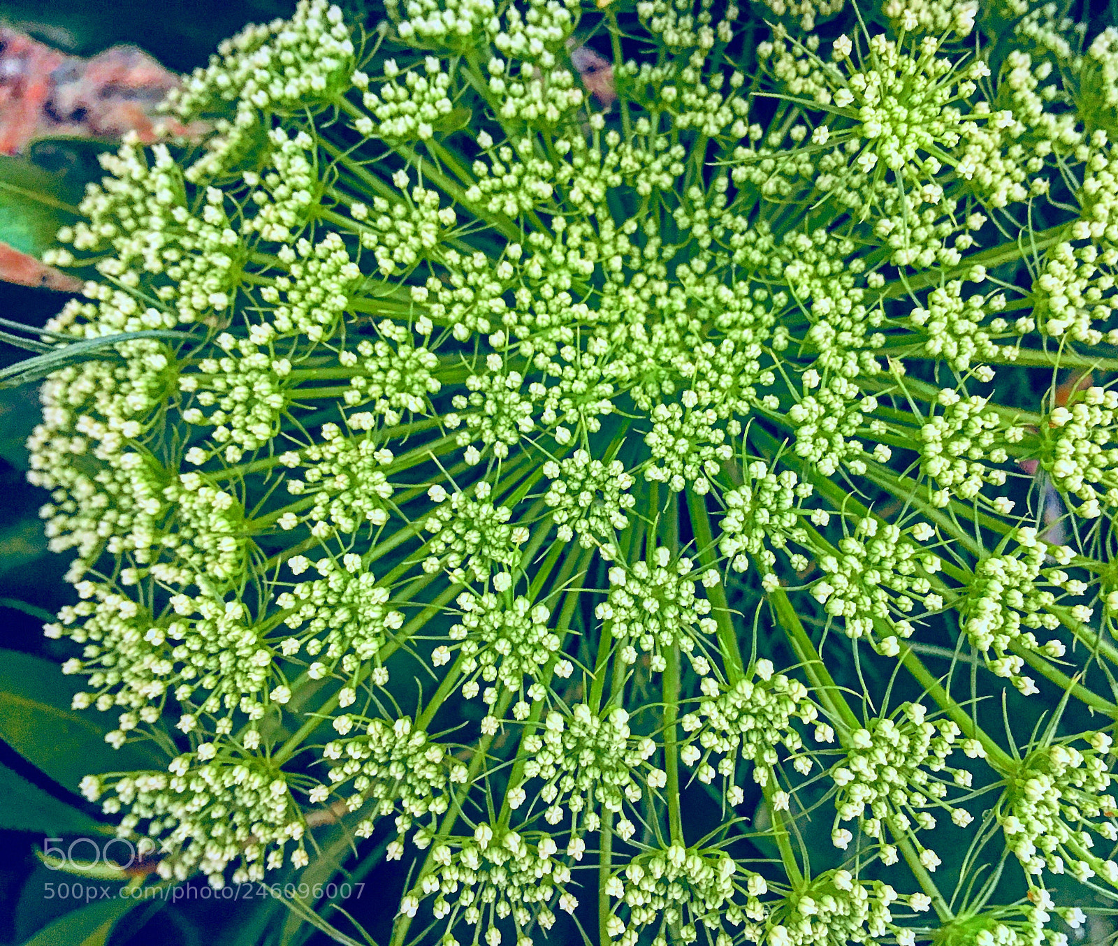 Apple iPhone 6s Plus sample photo. Untitled photography