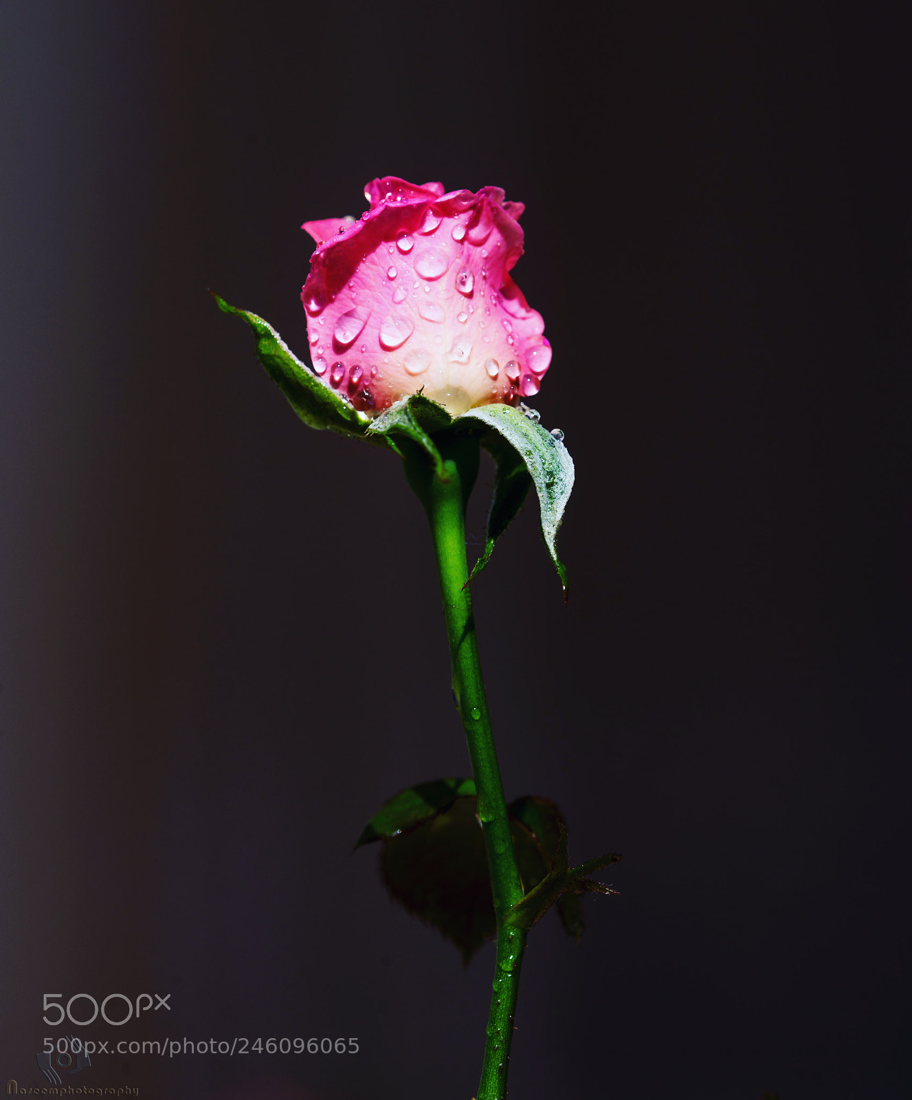 Nikon D610 sample photo. Happy valentines day photography