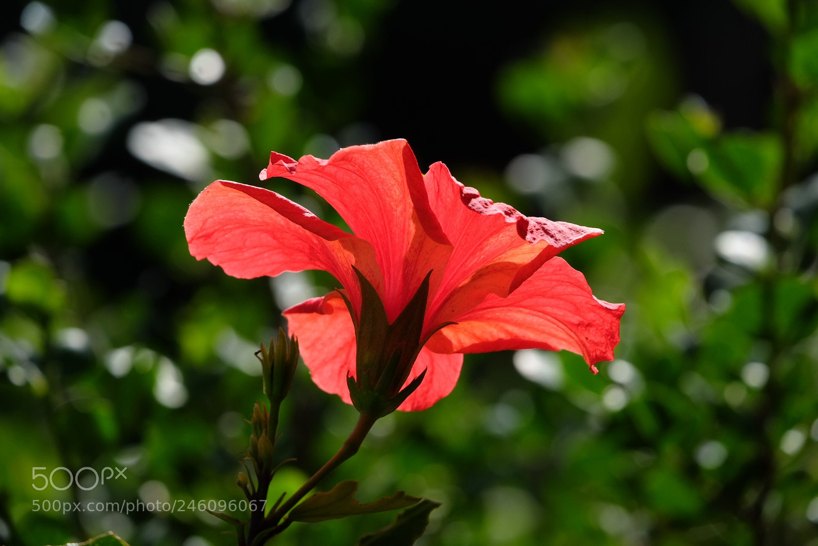 Fujifilm X-T1 sample photo. 28260938349.jpg photography