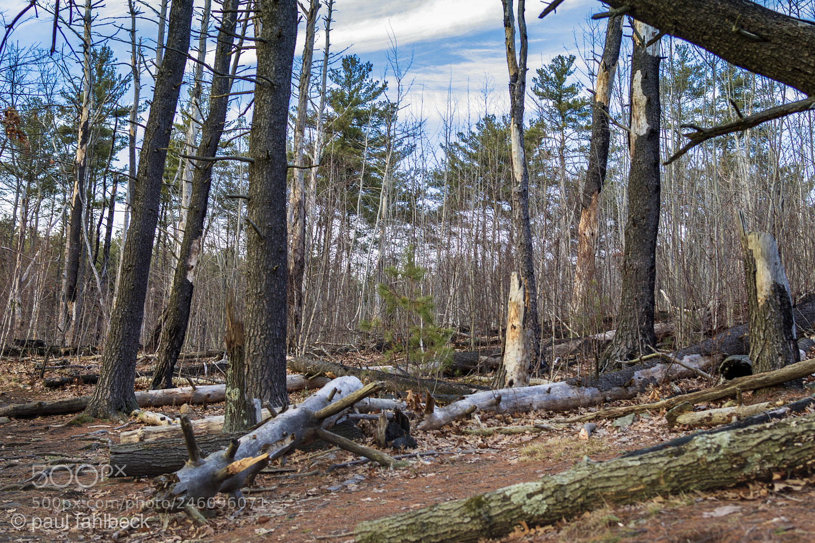Nikon D7200 sample photo. Dead trees and the photography