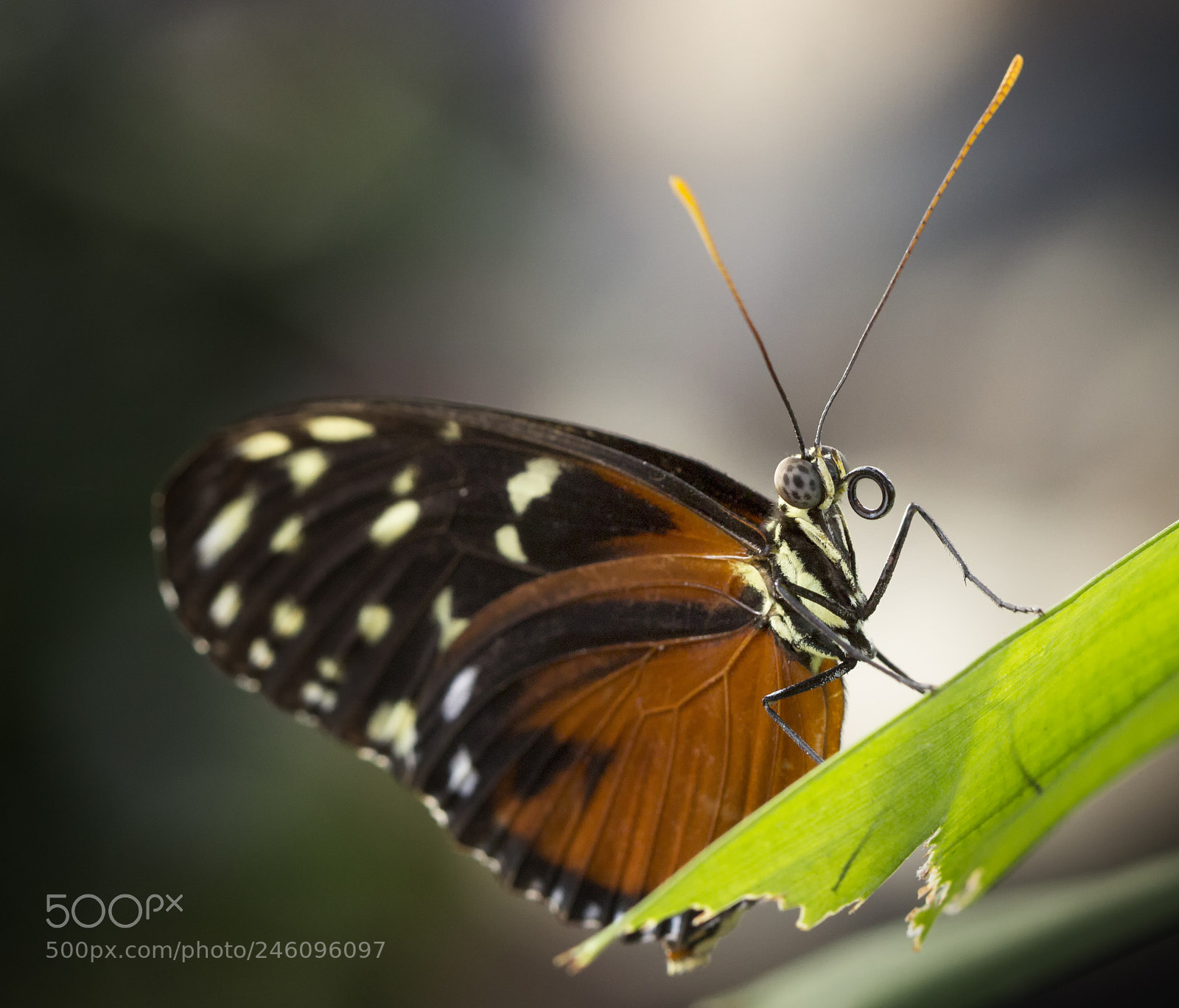 Canon EOS 600D (Rebel EOS T3i / EOS Kiss X5) sample photo. Mechanitis polymnia orange-spotted tiger photography