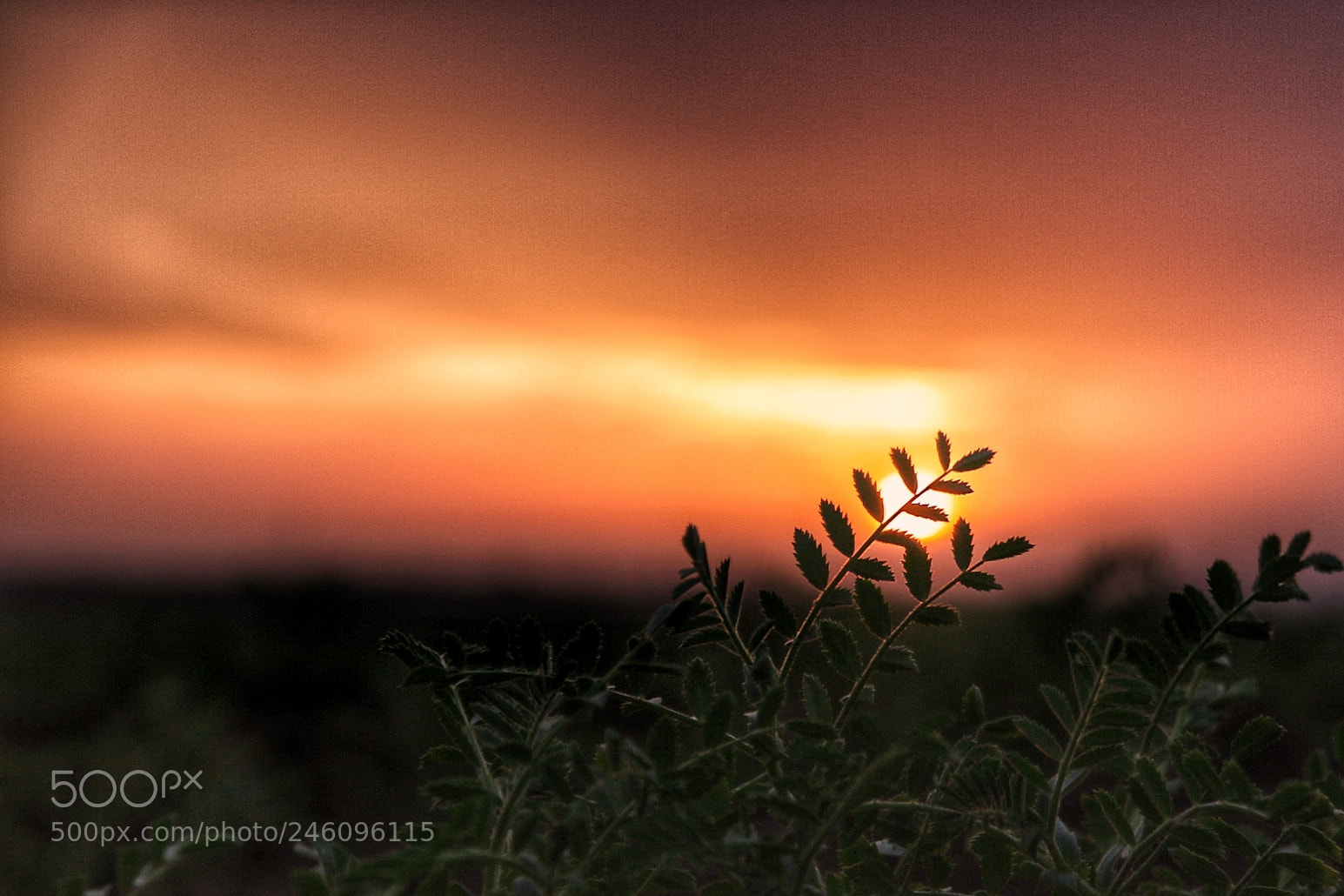 Canon EOS 750D (EOS Rebel T6i / EOS Kiss X8i) sample photo. Sunset photography