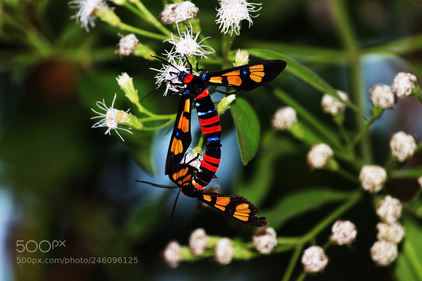 Canon EOS 700D (EOS Rebel T5i / EOS Kiss X7i) sample photo. Making love photography