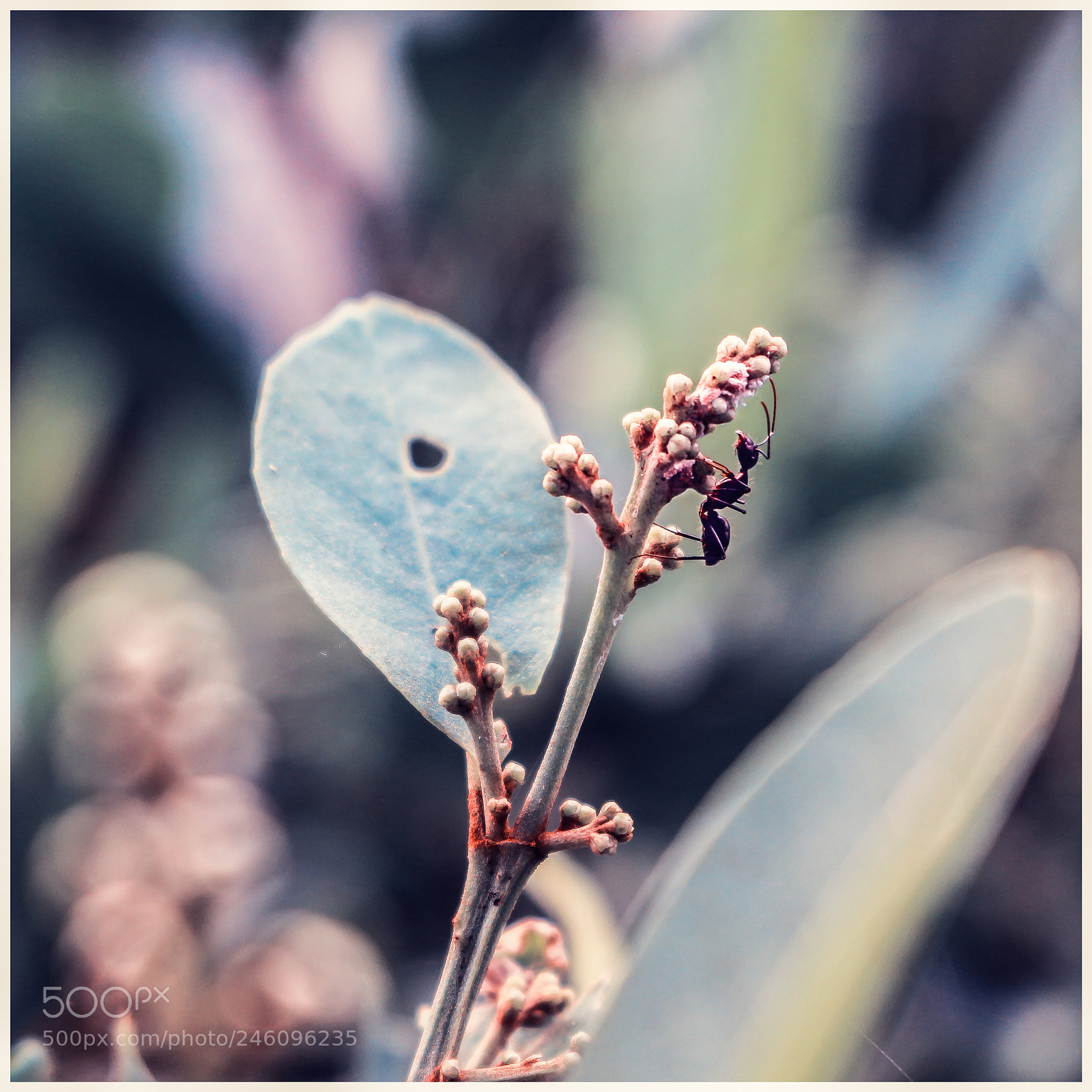 Canon EOS 700D (EOS Rebel T5i / EOS Kiss X7i) sample photo. Fly ant photography