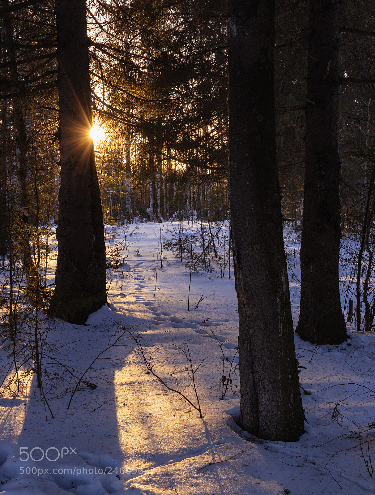 Nikon D5500 sample photo. Forest edge photography