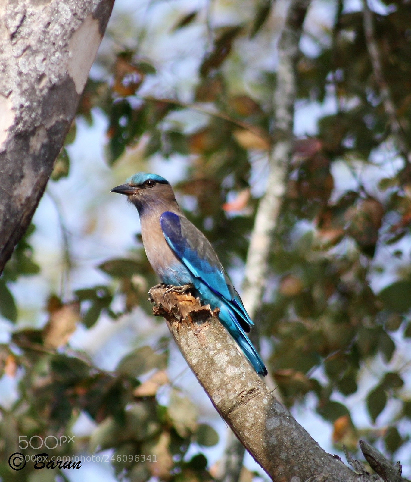 Canon EOS 1000D (EOS Digital Rebel XS / EOS Kiss F) sample photo. Take a break buddy... photography