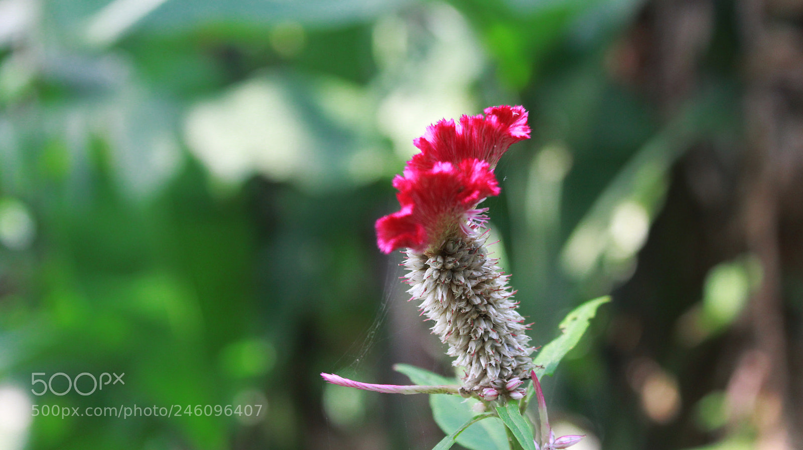 Canon EOS 1300D (EOS Rebel T6 / EOS Kiss X80) sample photo. Beauty of flower photography