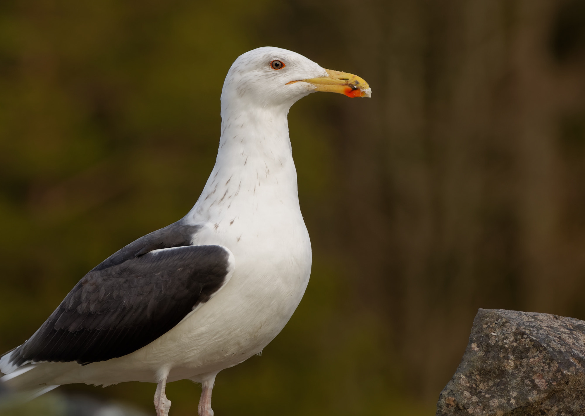 Nikon D5600 + Sigma 150-600mm F5-6.3 DG OS HSM | C sample photo. Great black-backed gull (larus marinus) photography