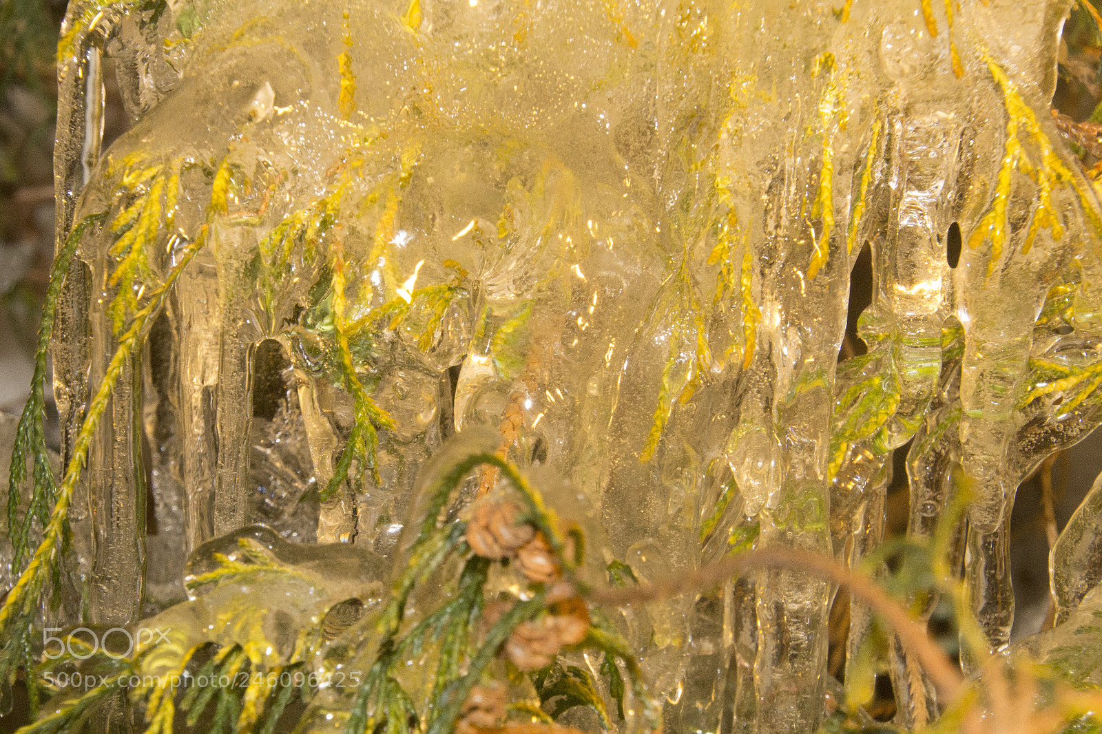 Canon EOS 1200D (EOS Rebel T5 / EOS Kiss X70 / EOS Hi) sample photo. Icy green close up photography