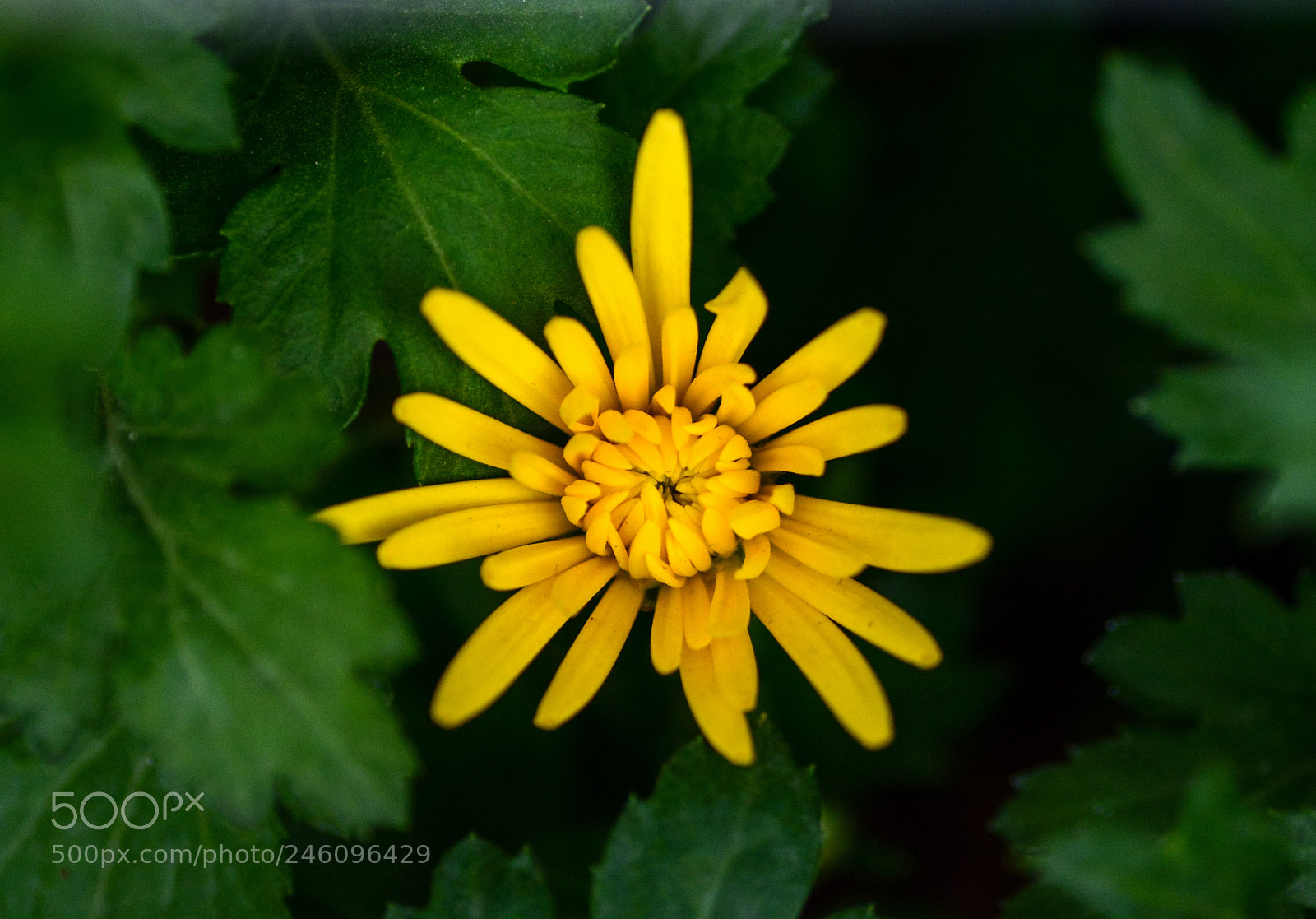 Nikon D7100 sample photo. Chrysanthemum photography