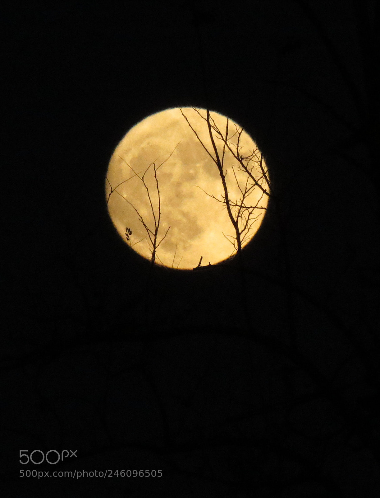 Canon PowerShot SX50 HS sample photo. Moon photography