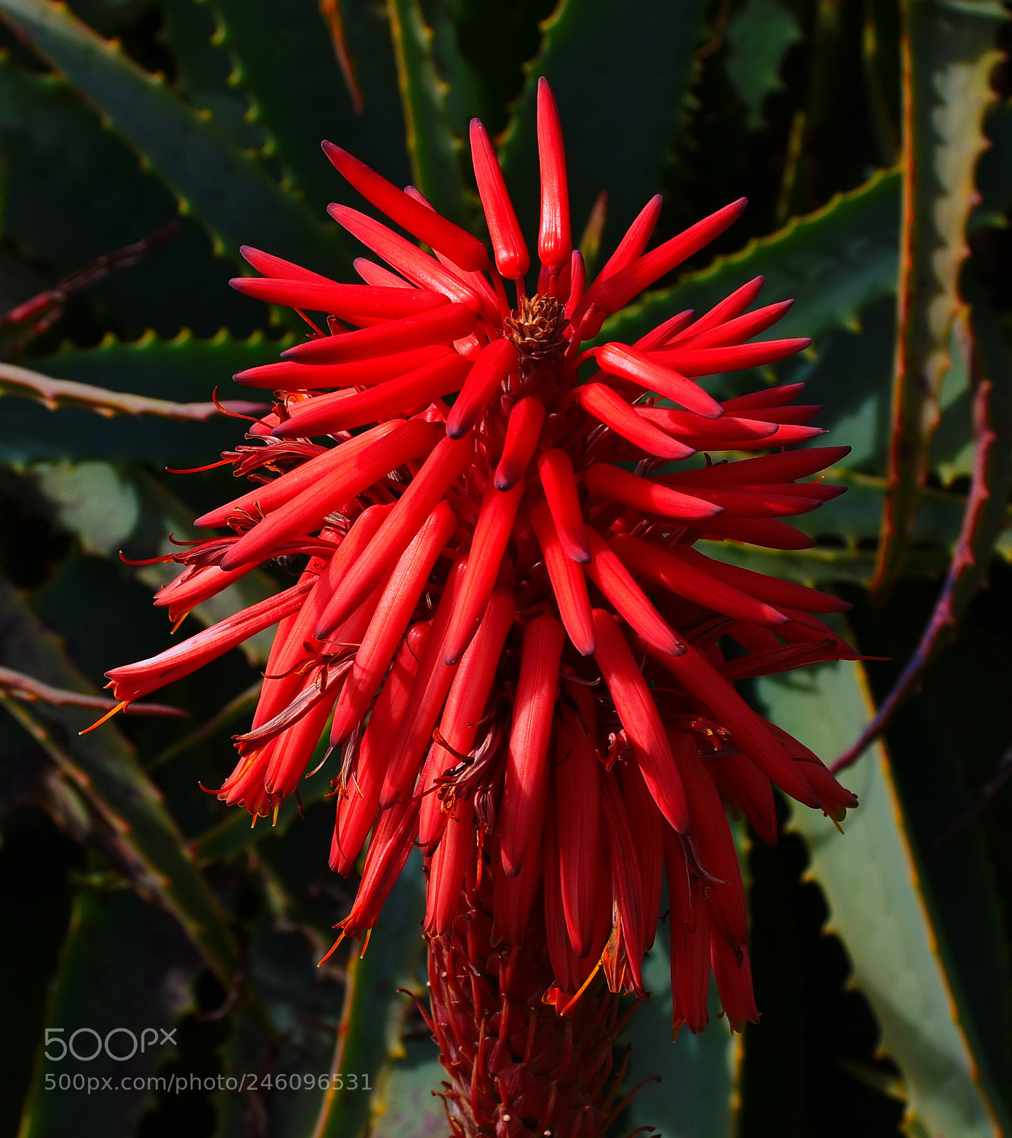 Nikon D7200 sample photo. Red beach flower photography