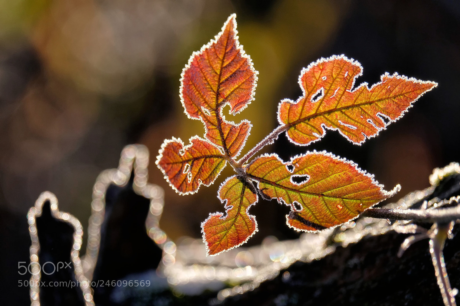 Fujifilm X-T20 sample photo. Frozen leaf photography