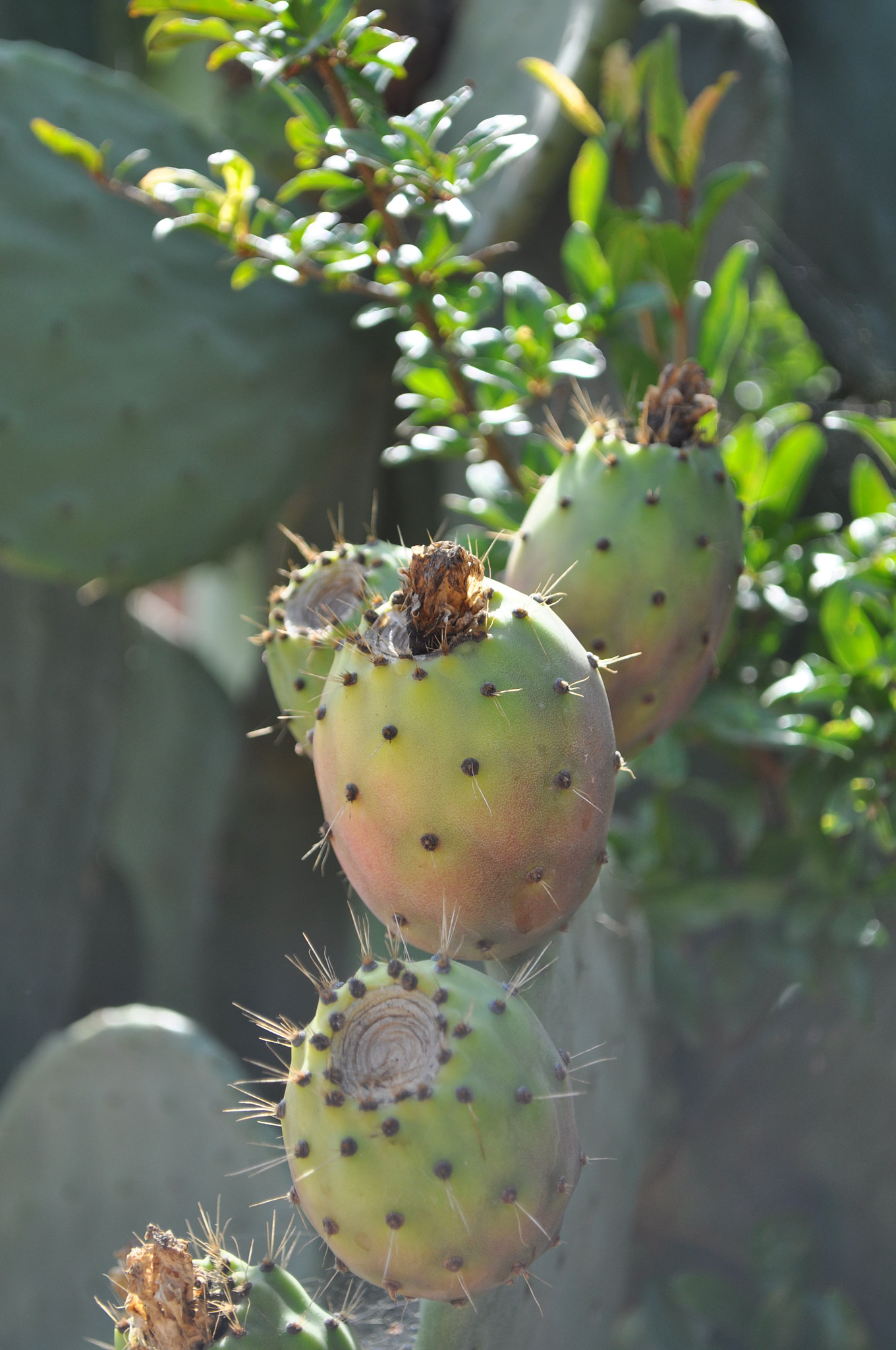 Nikon D90 sample photo. Italian taste photography