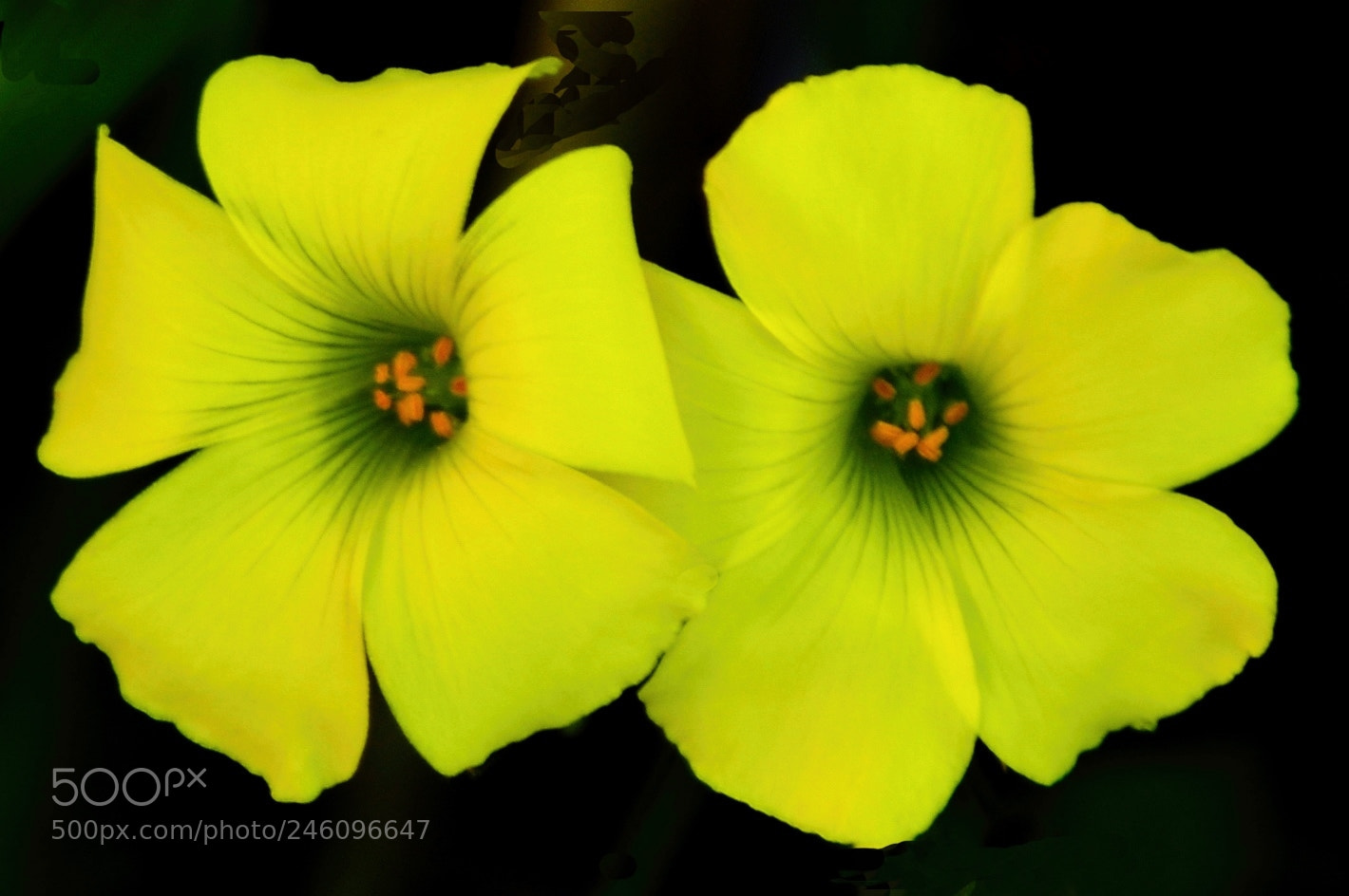 Nikon D7200 sample photo. Two yellow daisy's photography