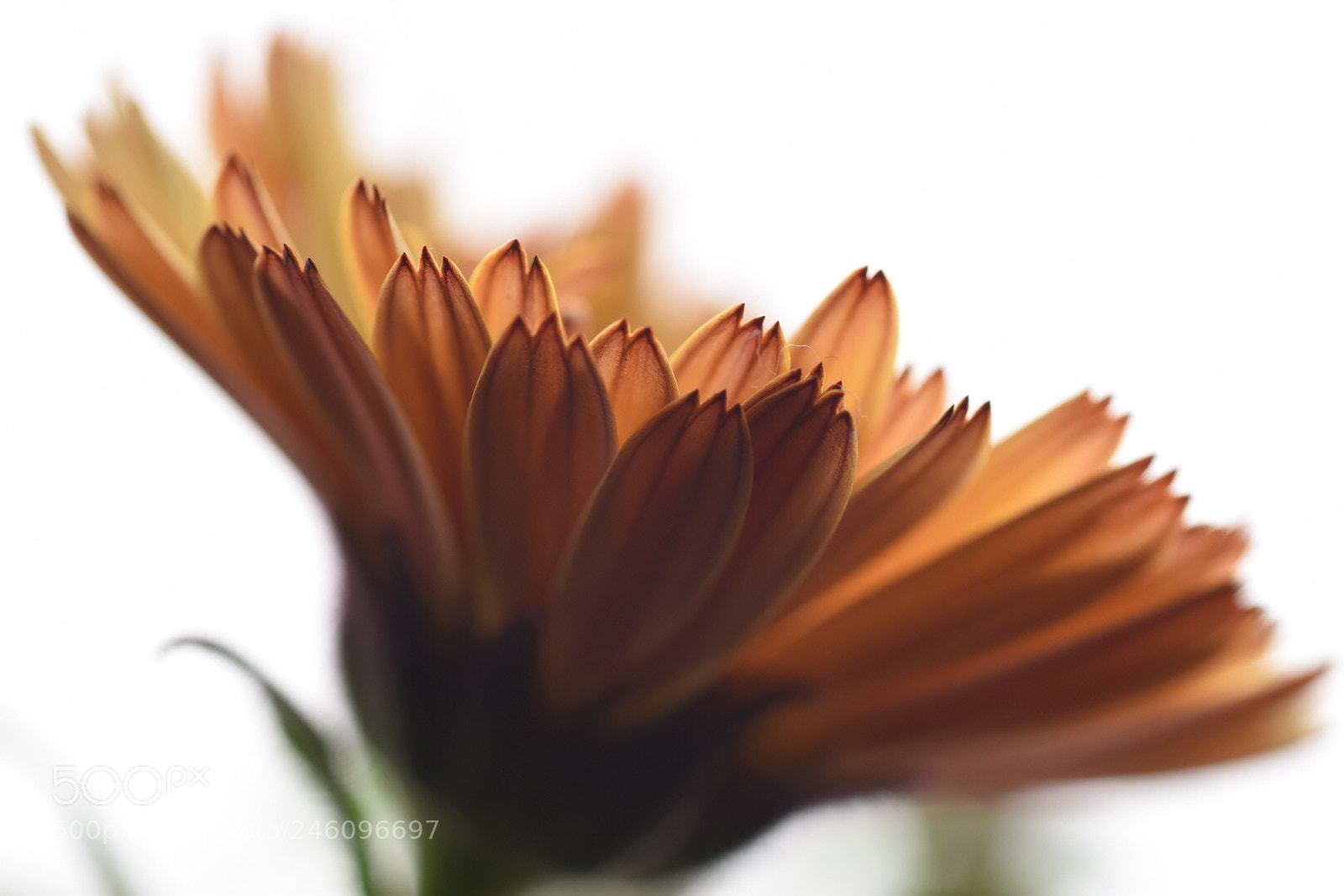 Nikon D5500 sample photo. カレンデュラ calendula photography