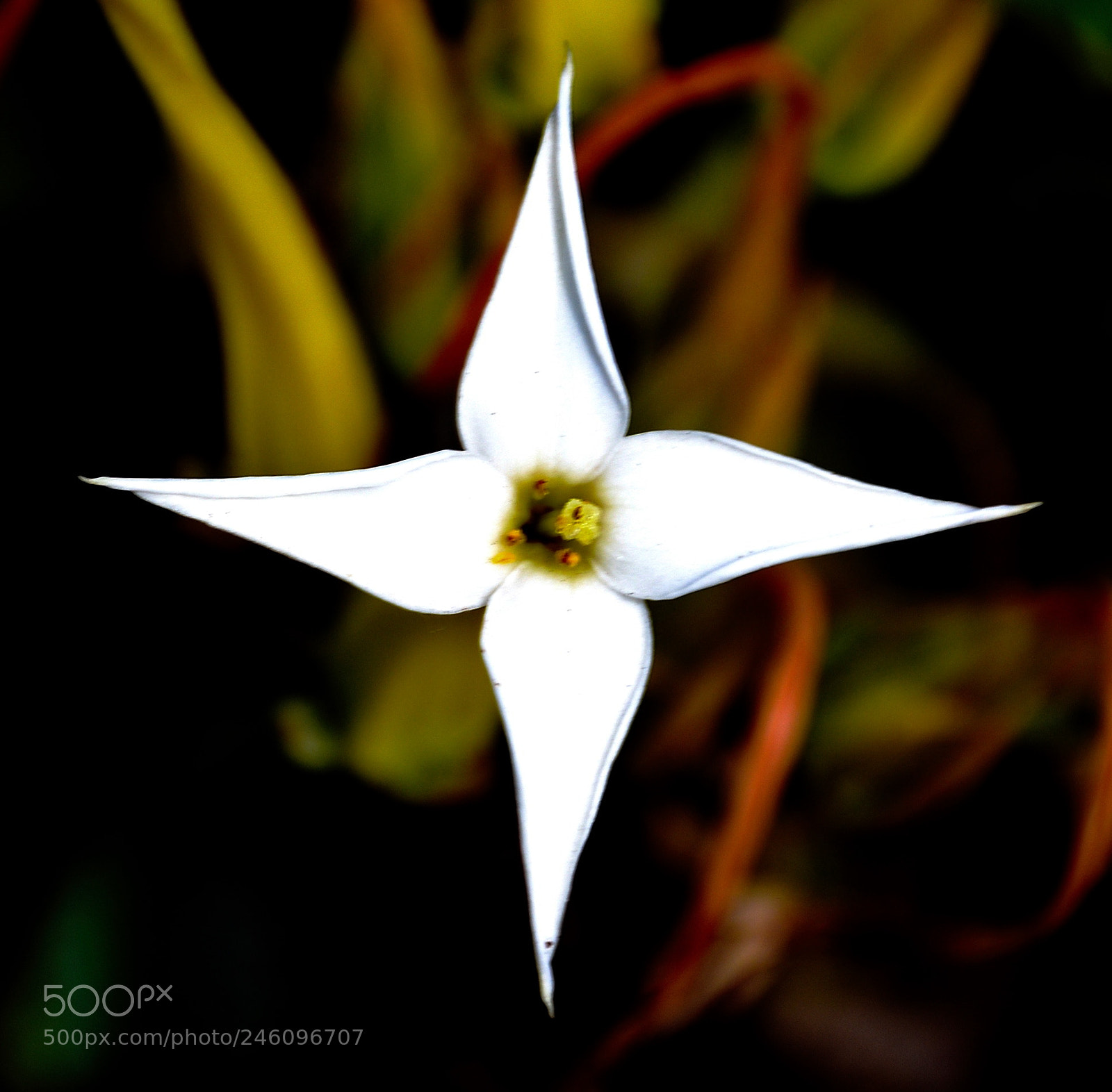 Nikon D7200 sample photo. A white star flower photography