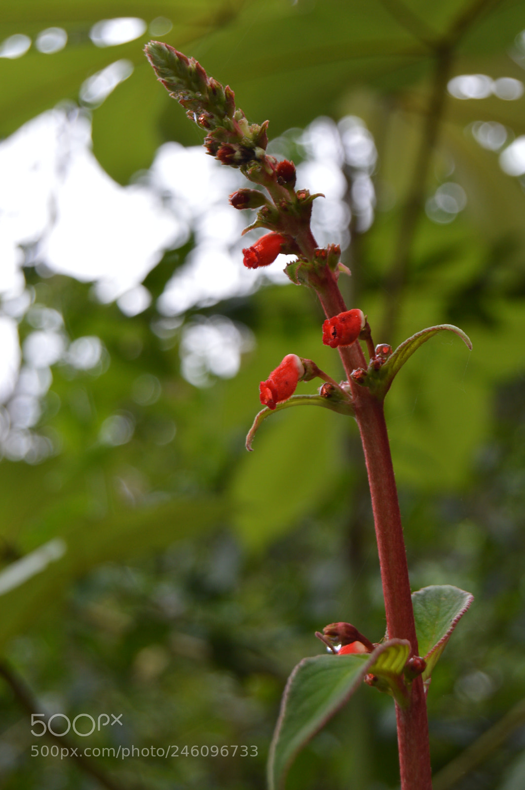 Nikon D3200 sample photo. Flor en mindo photography