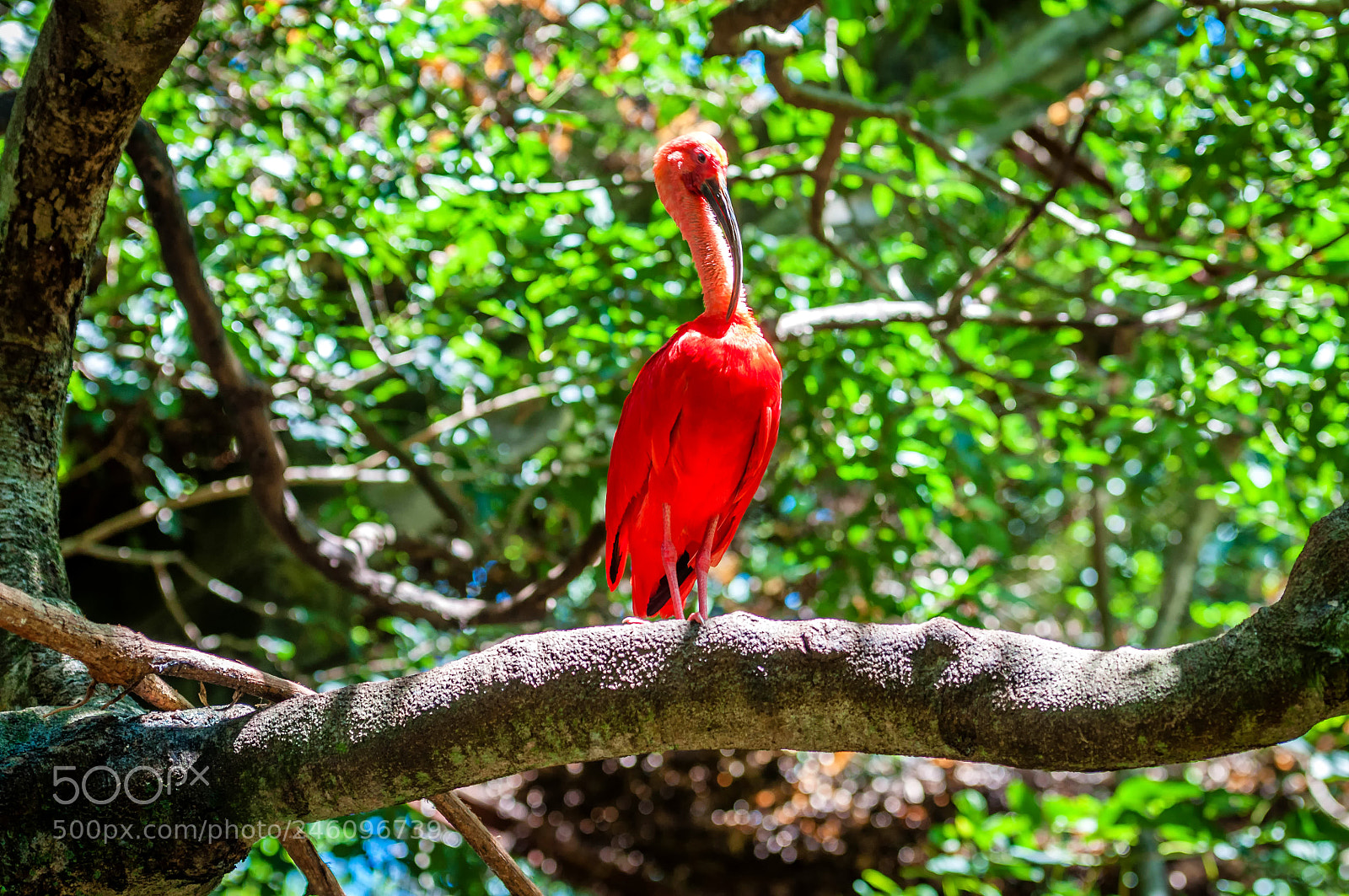 Nikon D90 sample photo. Red photography
