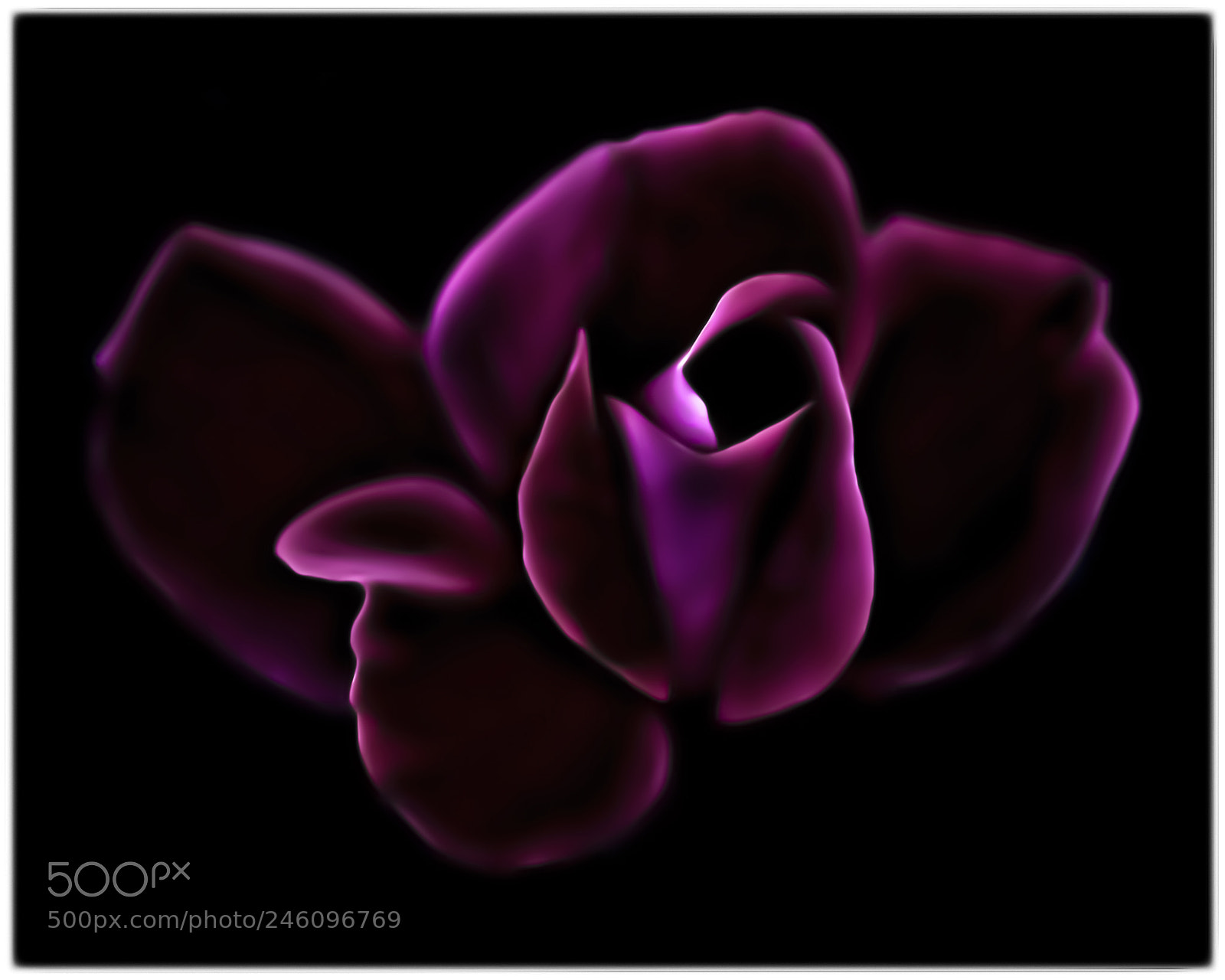Canon EOS 50D sample photo. Dark red rose 2 photography