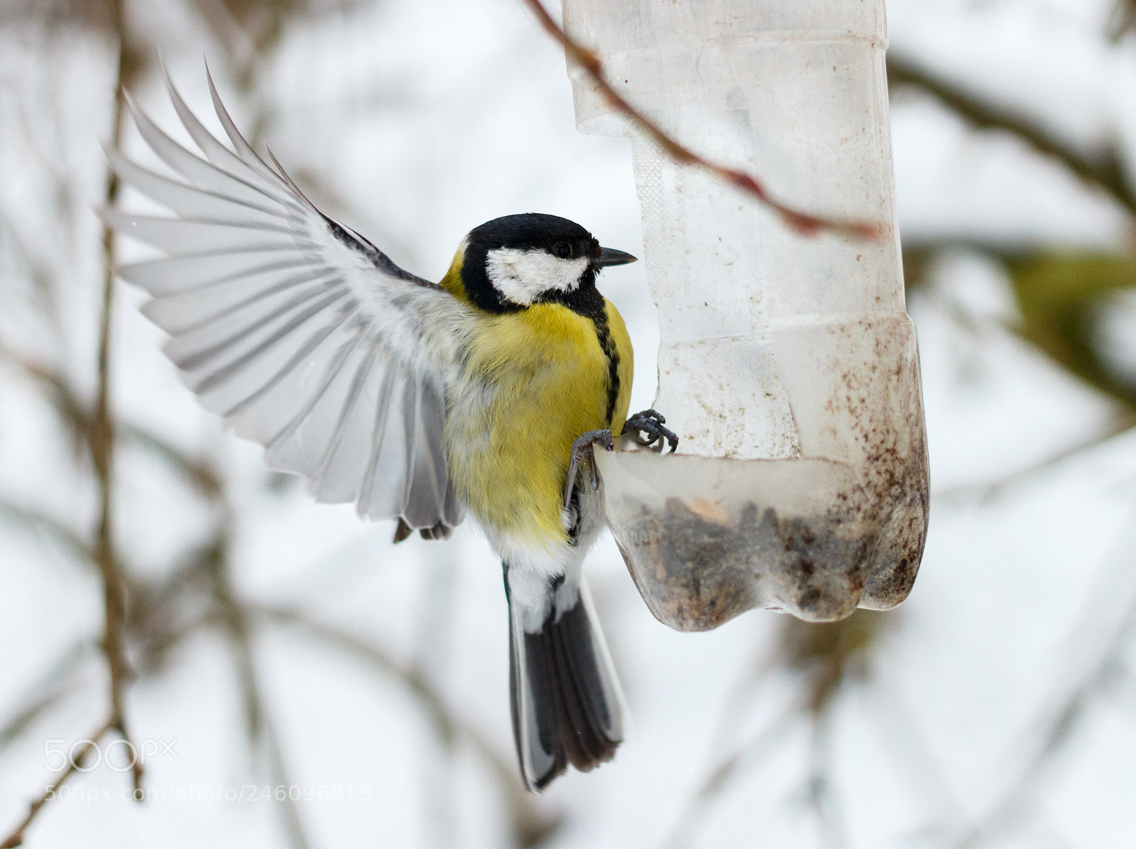 Canon EOS 100D (EOS Rebel SL1 / EOS Kiss X7) sample photo. Titmouse photography