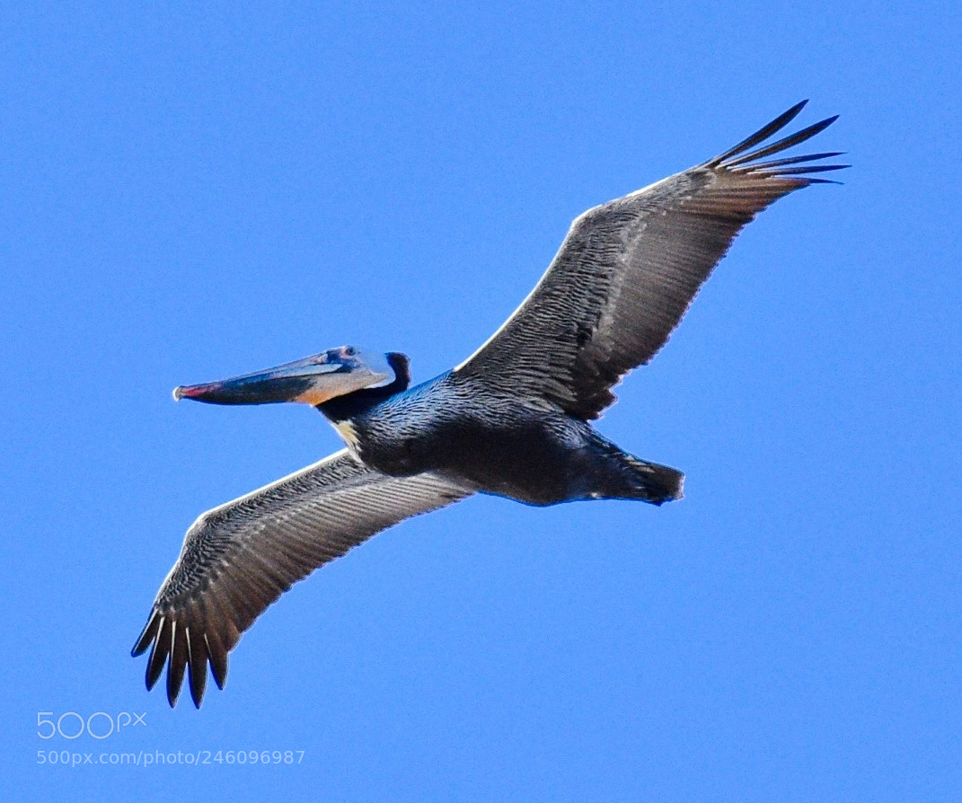Nikon D7200 sample photo. Pelican flying in the photography