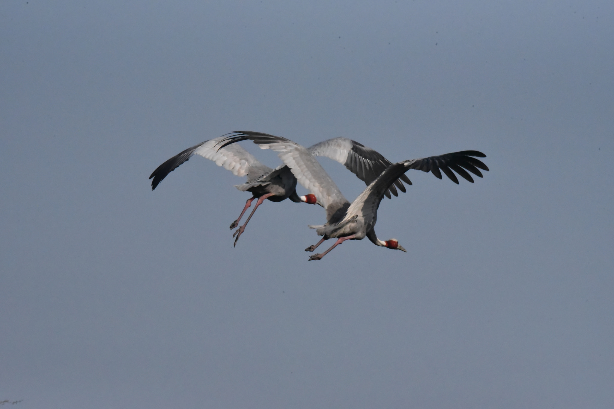 Nikon AF-S Nikkor 200-500mm F5.6E ED VR sample photo. The criss cross flight photography