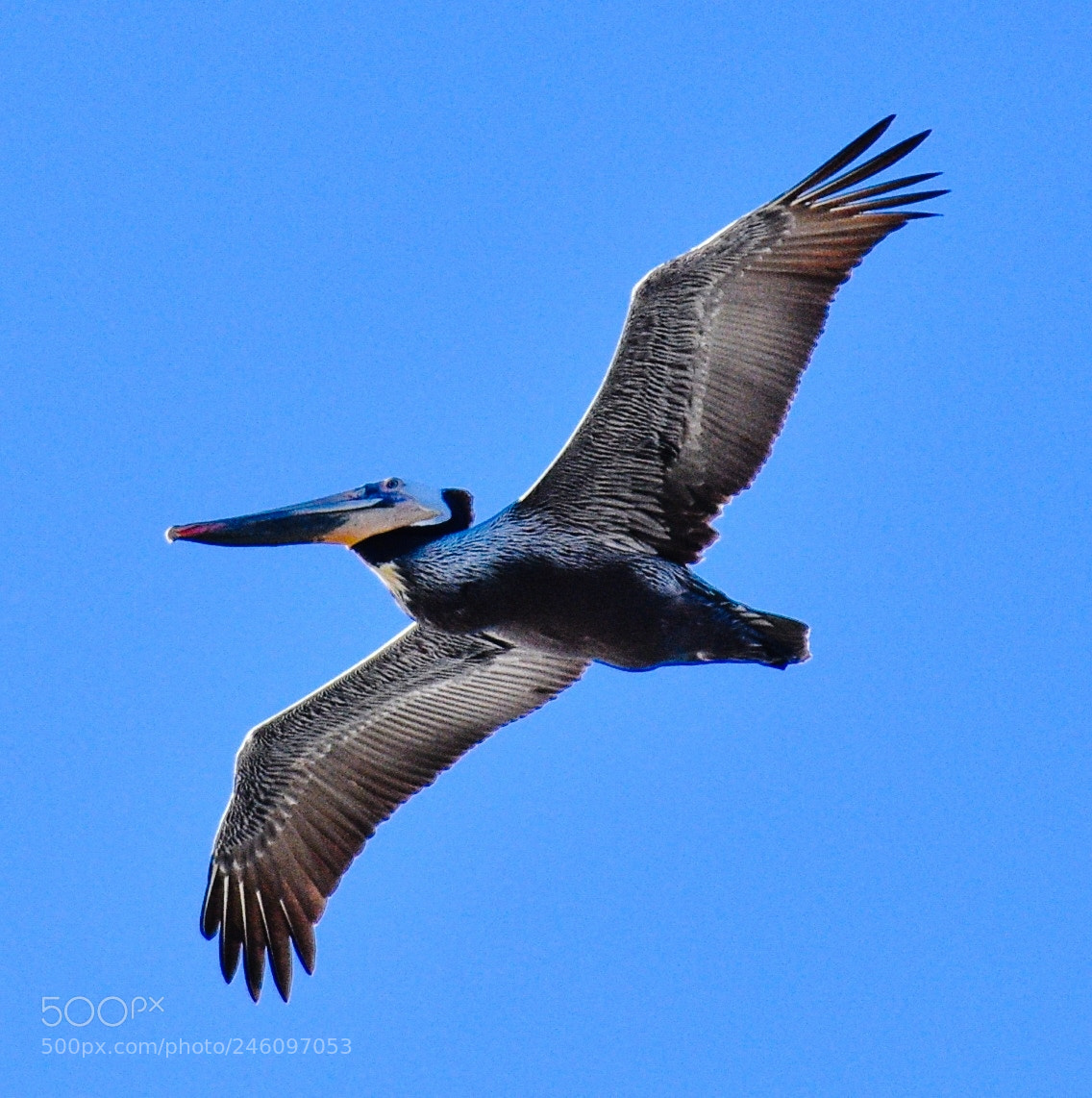 Nikon D7200 sample photo. Pelican flying in the photography