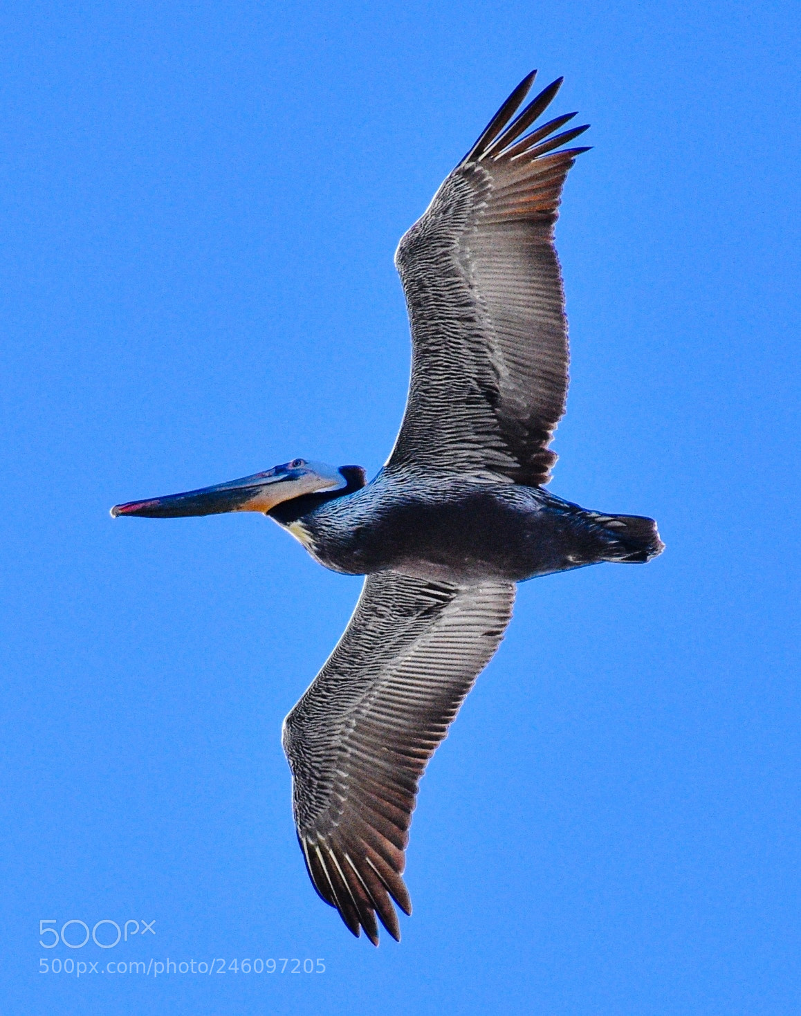 Nikon D7200 sample photo. Pelican flying in the photography