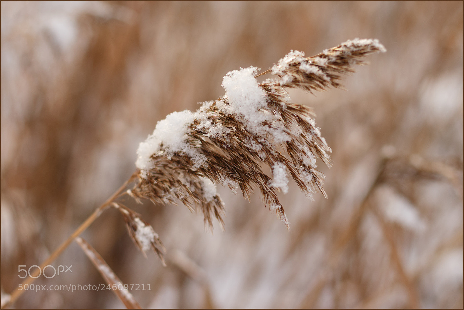 Canon EOS 700D (EOS Rebel T5i / EOS Kiss X7i) sample photo. Winter ? photography