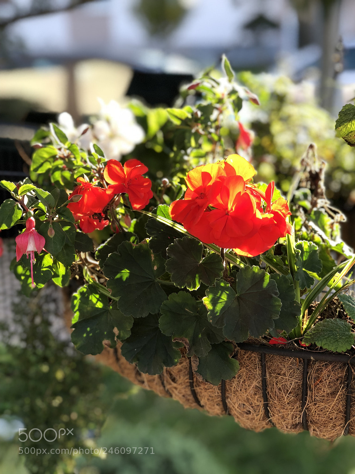 Apple iPhone 8 Plus sample photo. Untitled photography
