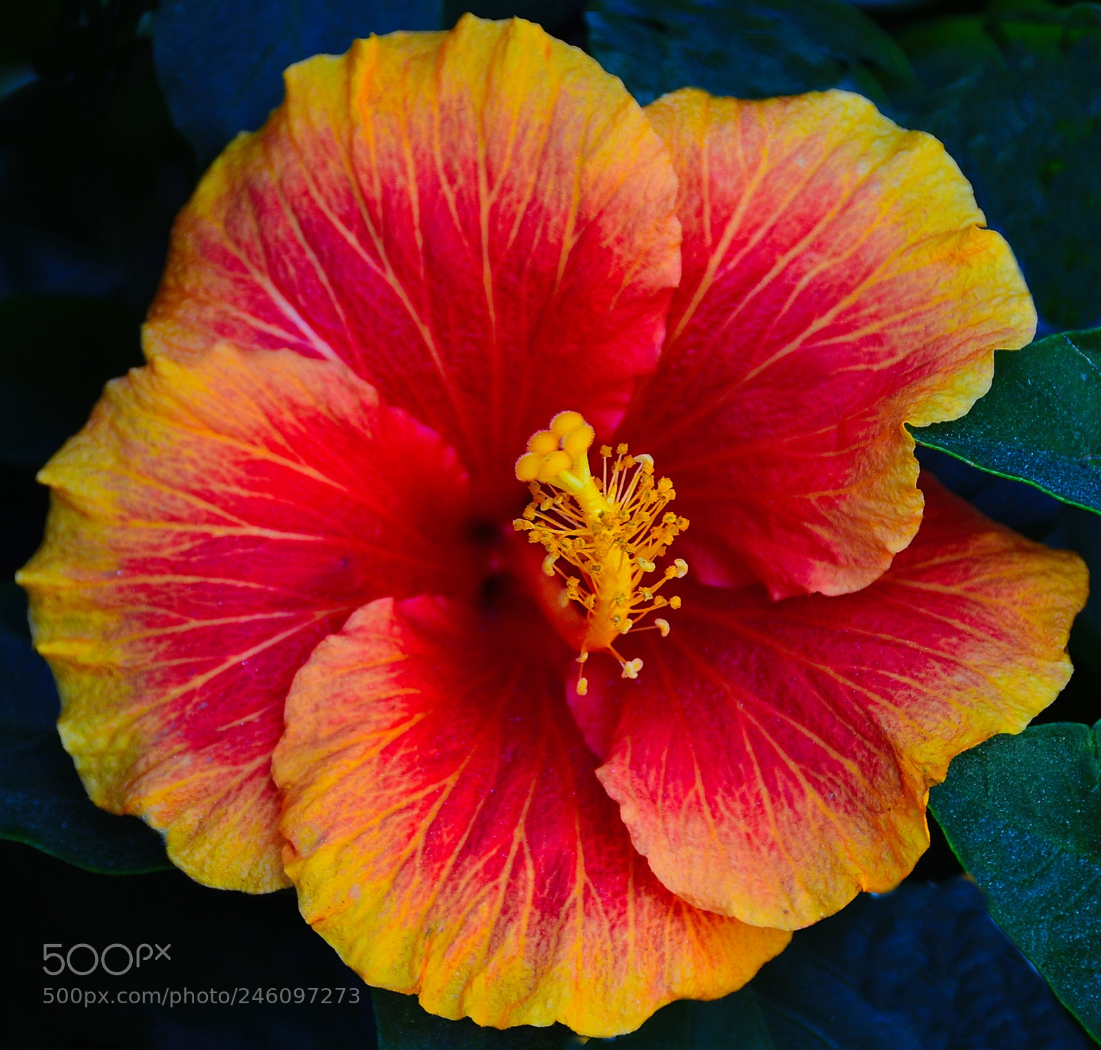 Nikon D7200 sample photo. Orange and red flower photography