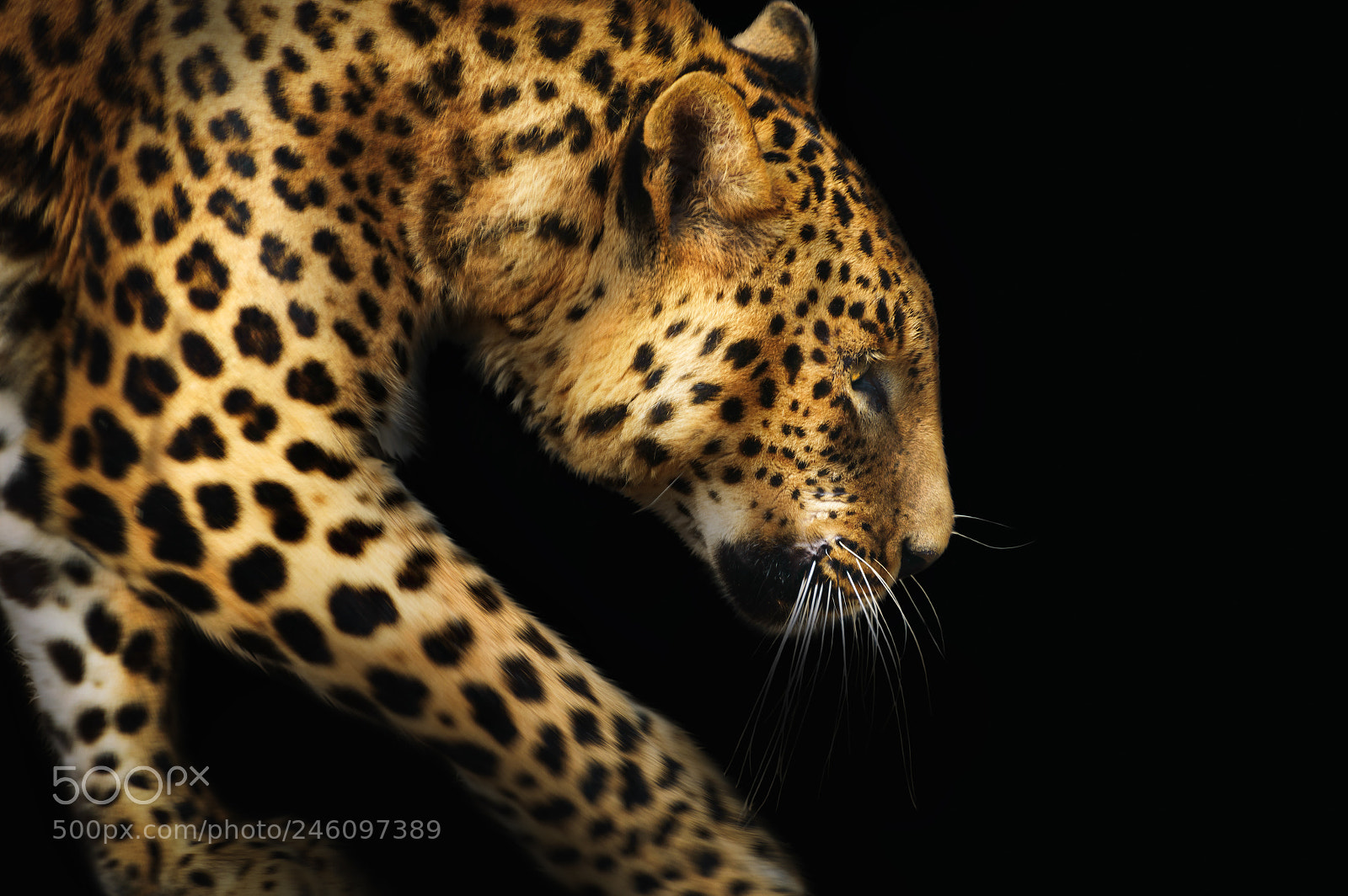Nikon D3200 sample photo. Close-up leopard portrait on photography