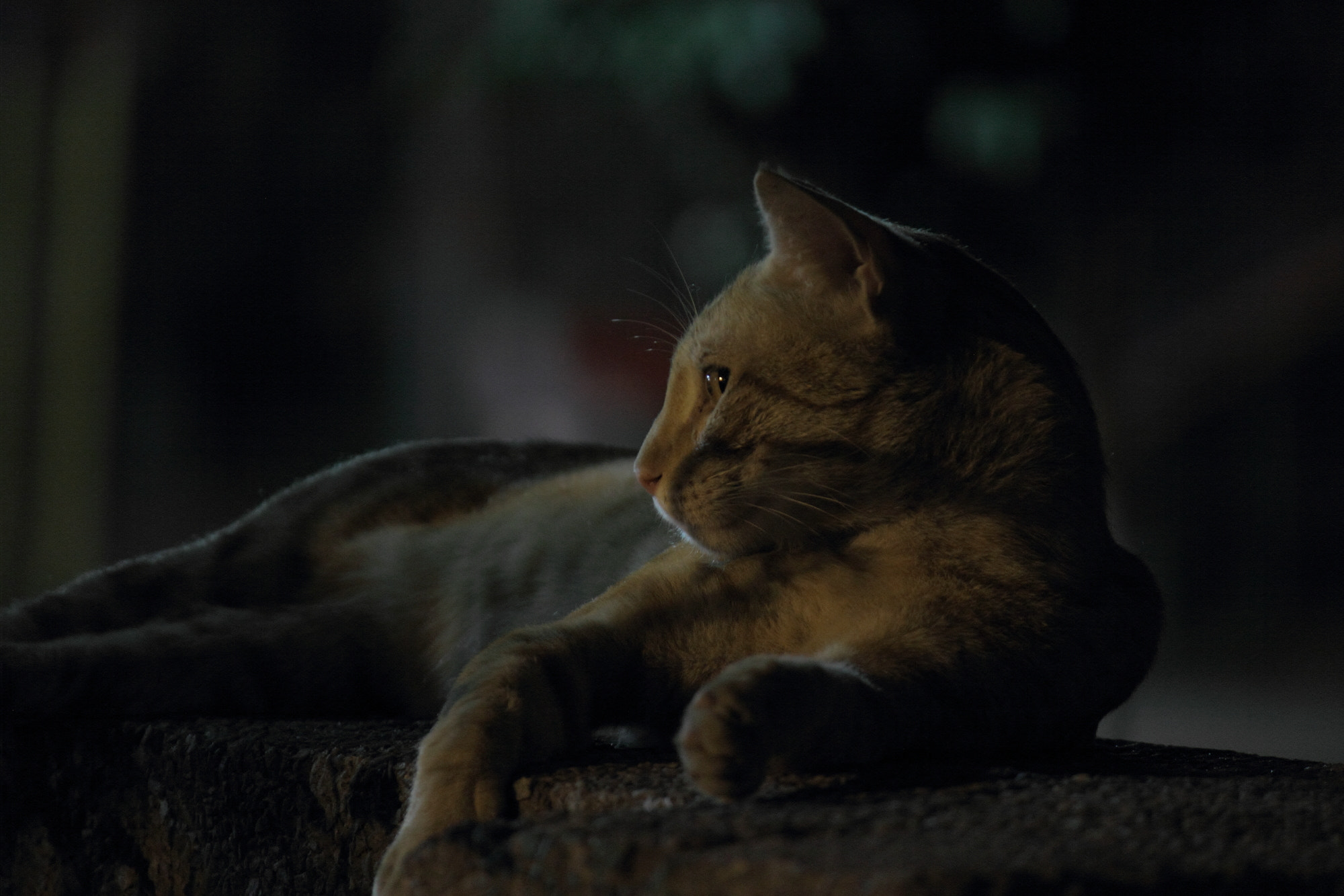 Canon EF-S 55-250mm F4-5.6 IS sample photo. Cat photography