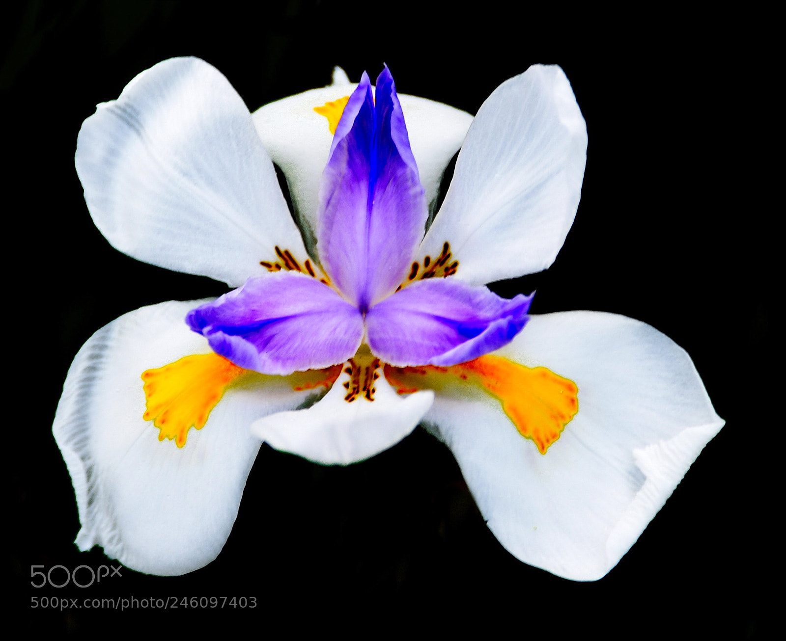 Nikon D7200 sample photo. A white iris flower photography