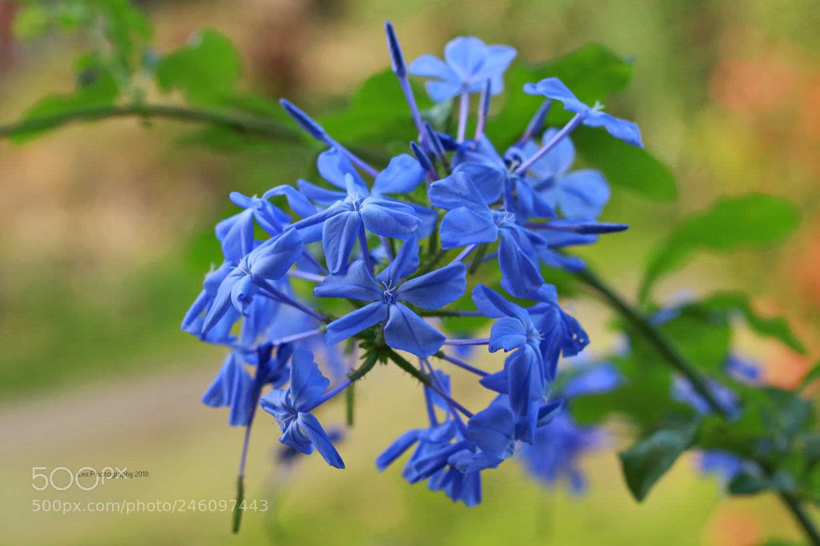 Canon EOS 700D (EOS Rebel T5i / EOS Kiss X7i) sample photo. Plumbago photography