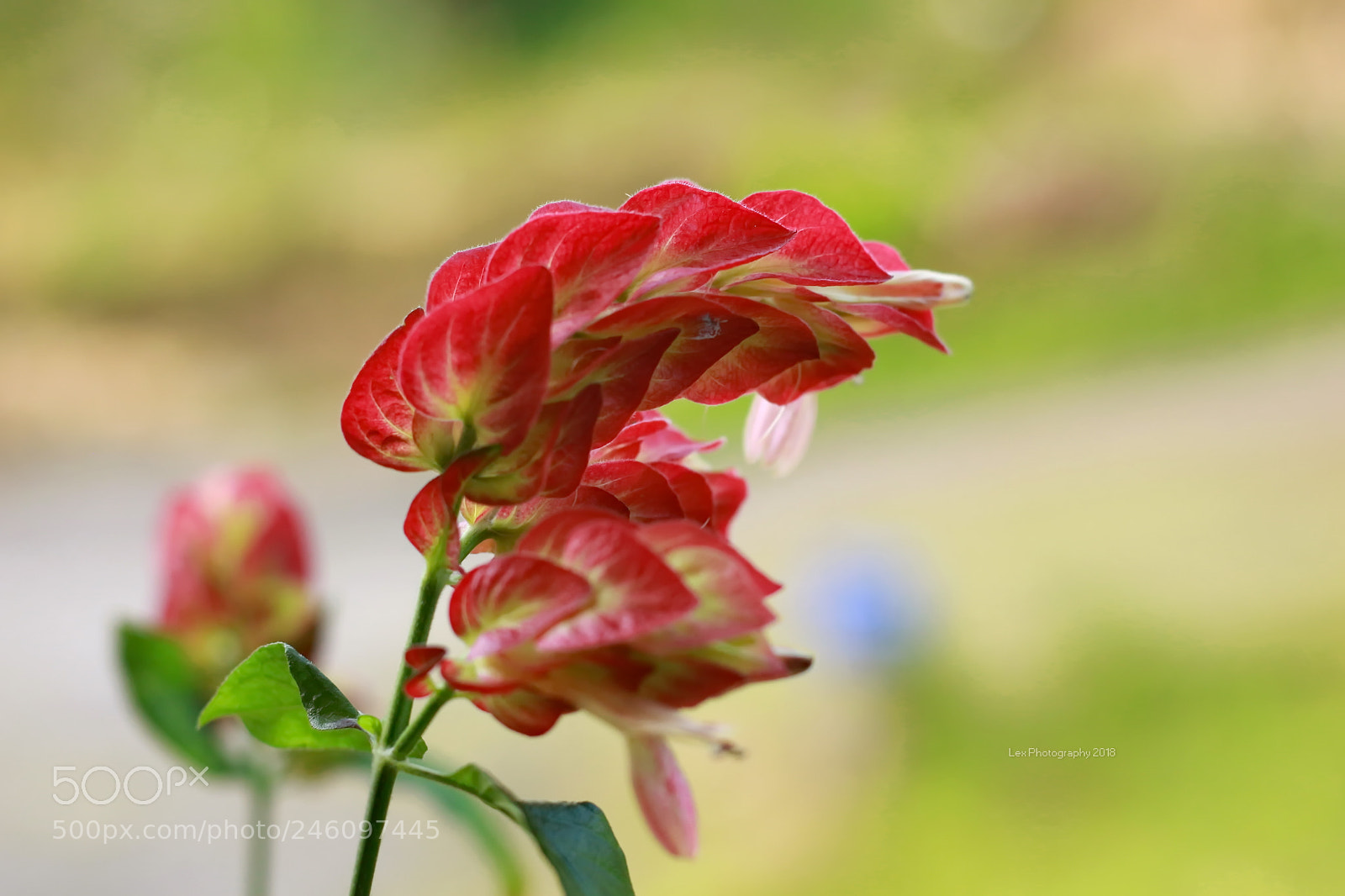 Canon EOS 700D (EOS Rebel T5i / EOS Kiss X7i) sample photo. Shrimp plant photography